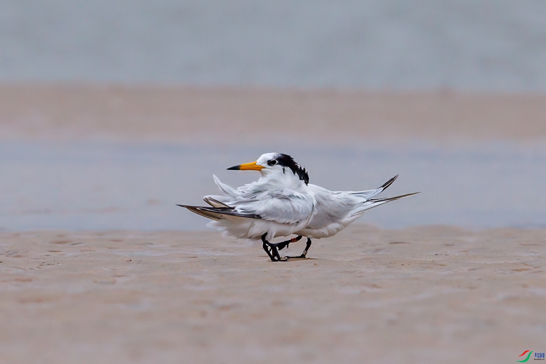 SHU_2411 ����_����.jpg