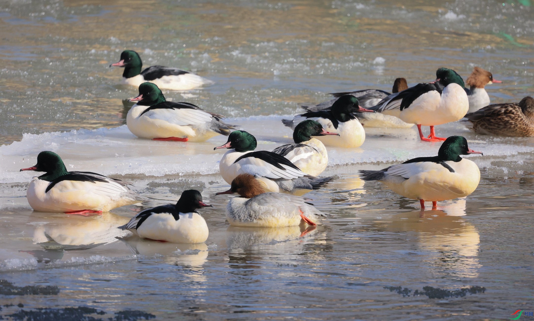 381A7796 - ����.JPG