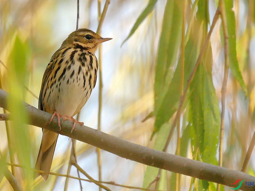 P1010313 - ����.JPG