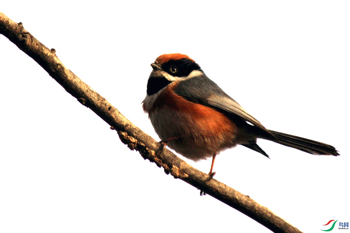 IMG_2402 ��ѹ����.jpg