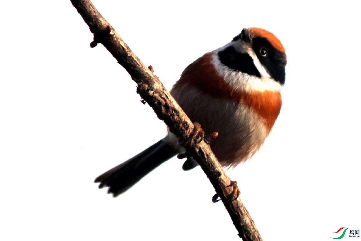 IMG_2404 ��ѹ����.jpg