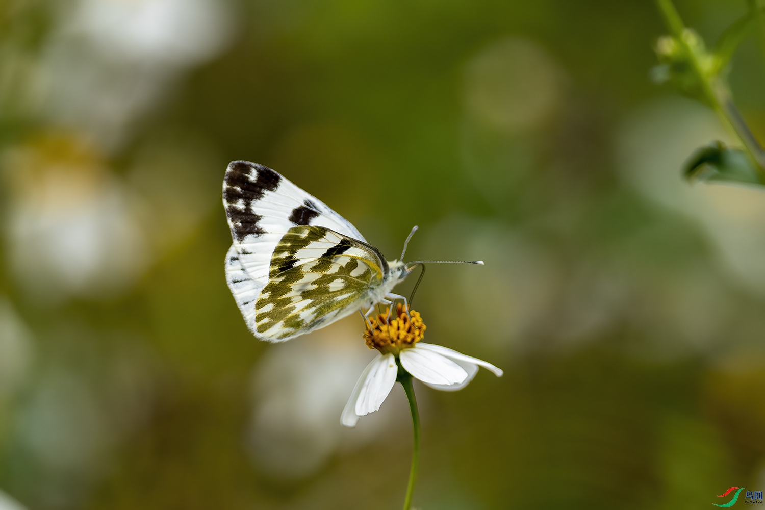 P6150997-�Ʒ۵�.jpg