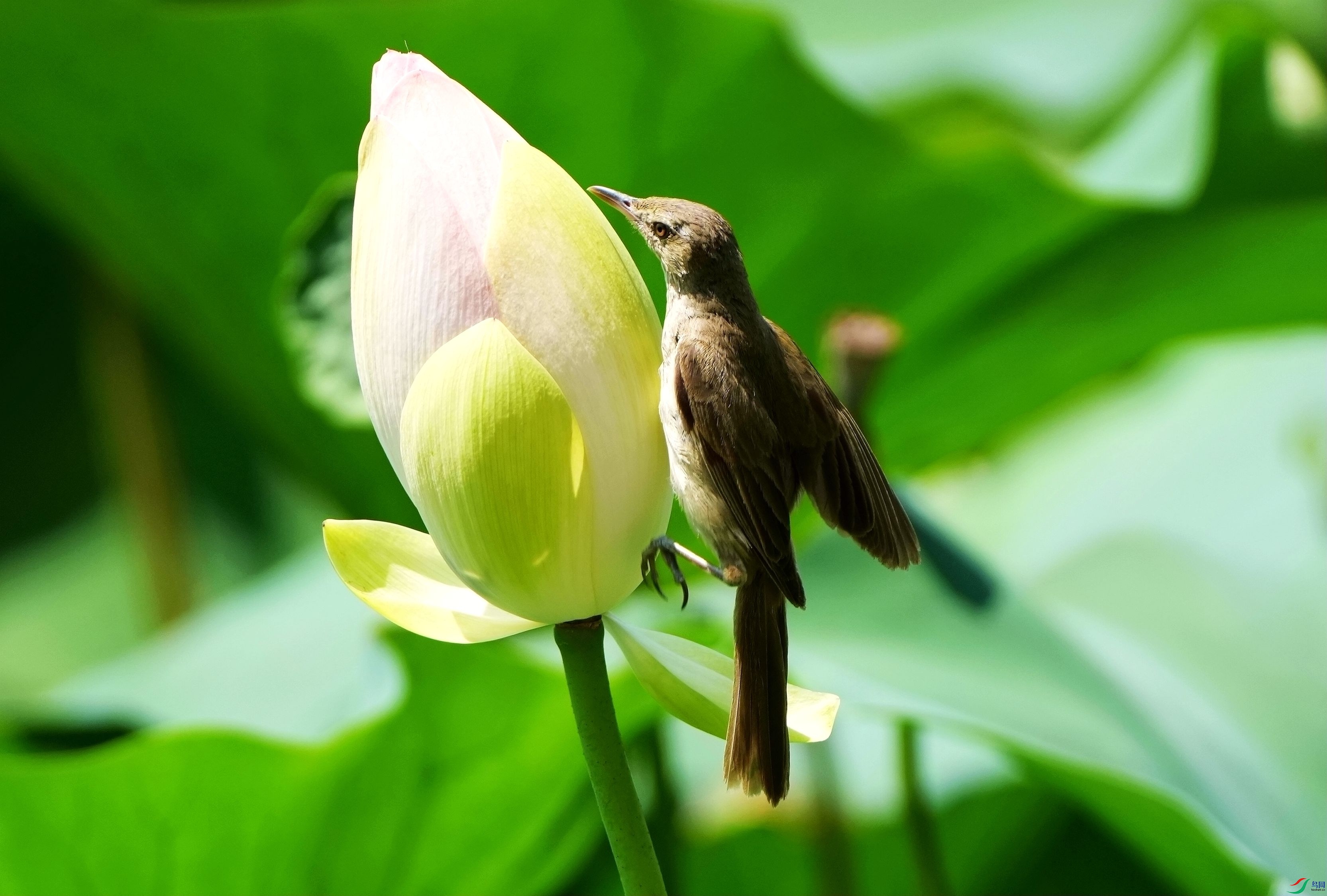 ���Ϻɻ�DSC09863_����.jpg