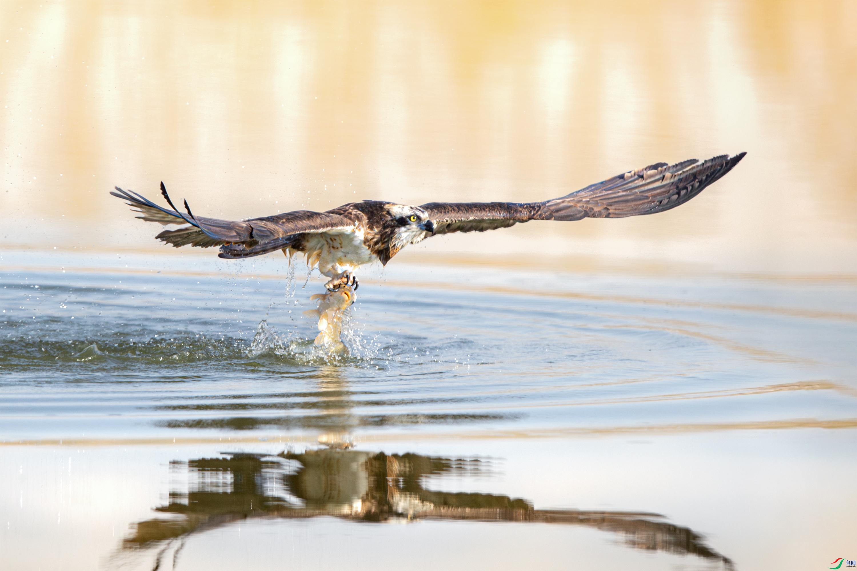 AY8I0032--NR ����.jpg