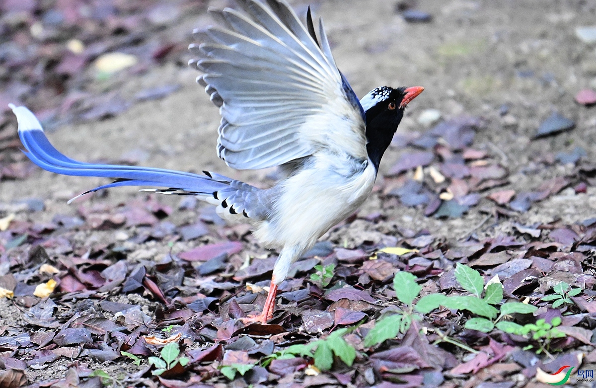 DSC_7819.JPG