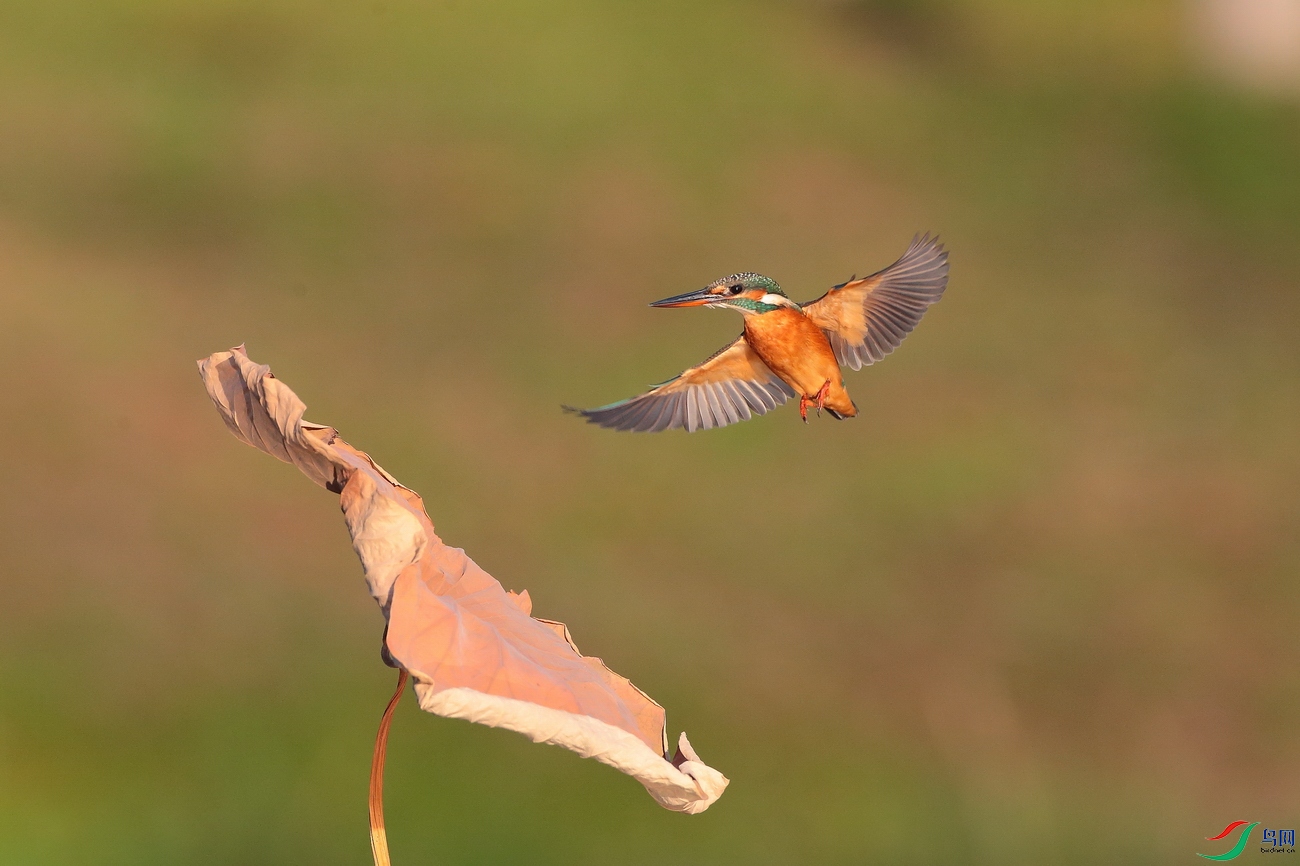 ��������AL1T0179 - ���� - ����.JPG