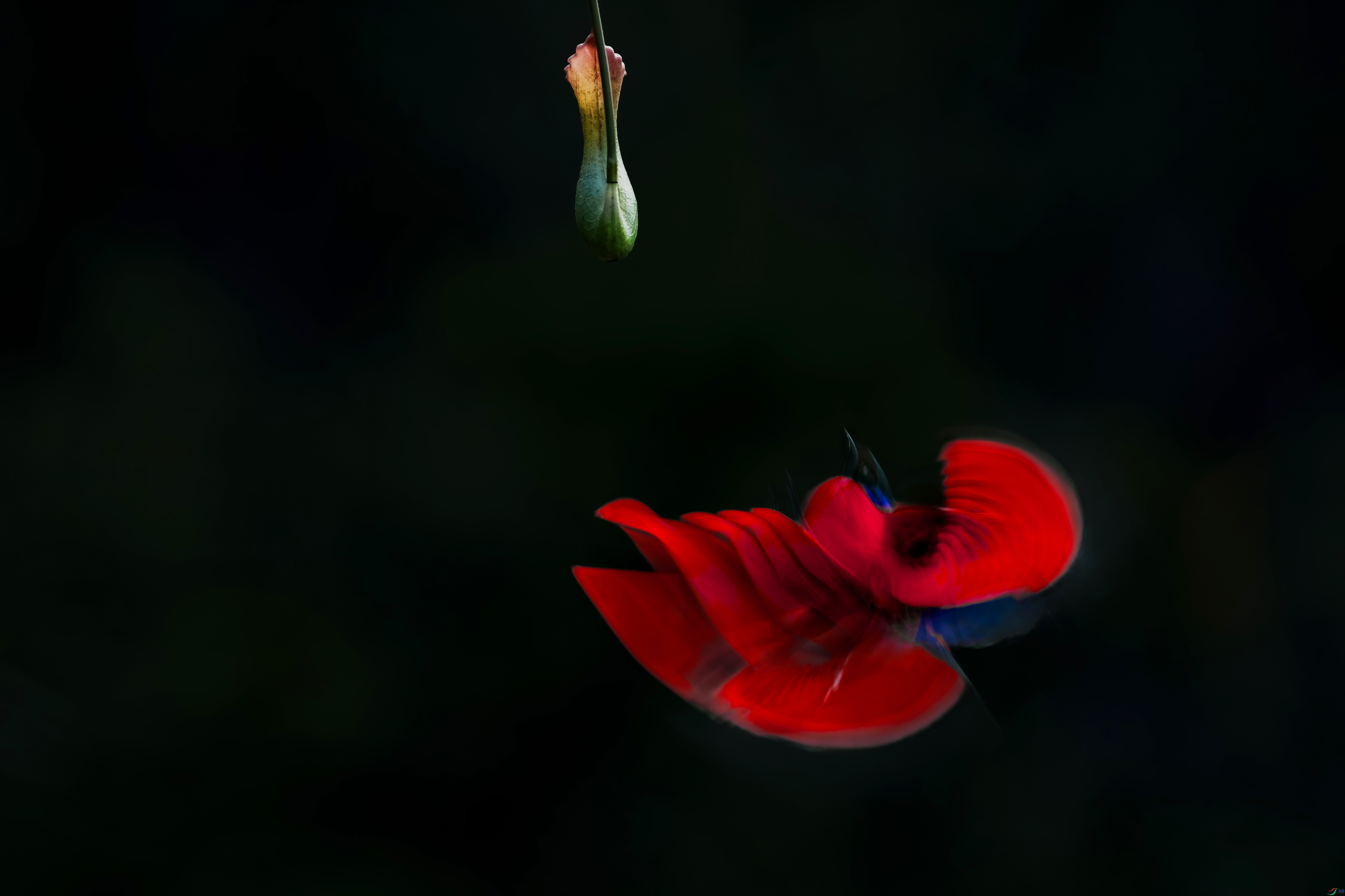 ���ŵ�õ��_DSC5603 ����1.jpg