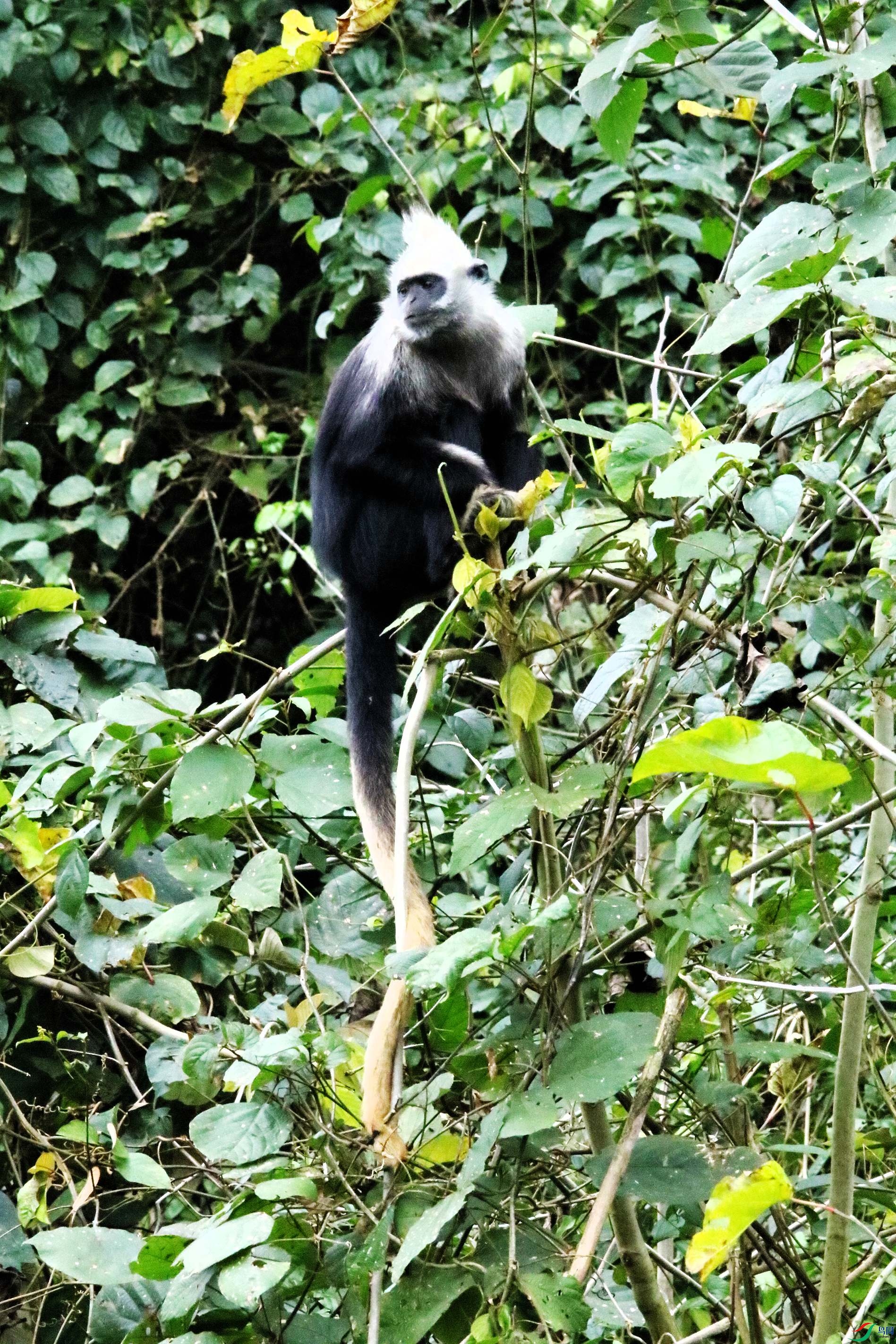 ��ͷҶ�� (7).JPG