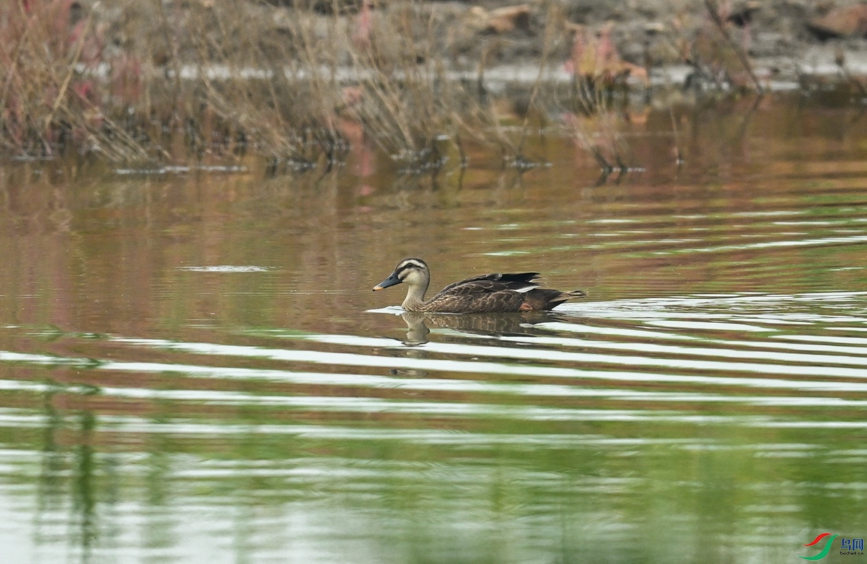DSC_2966f_��ͼ��.jpg