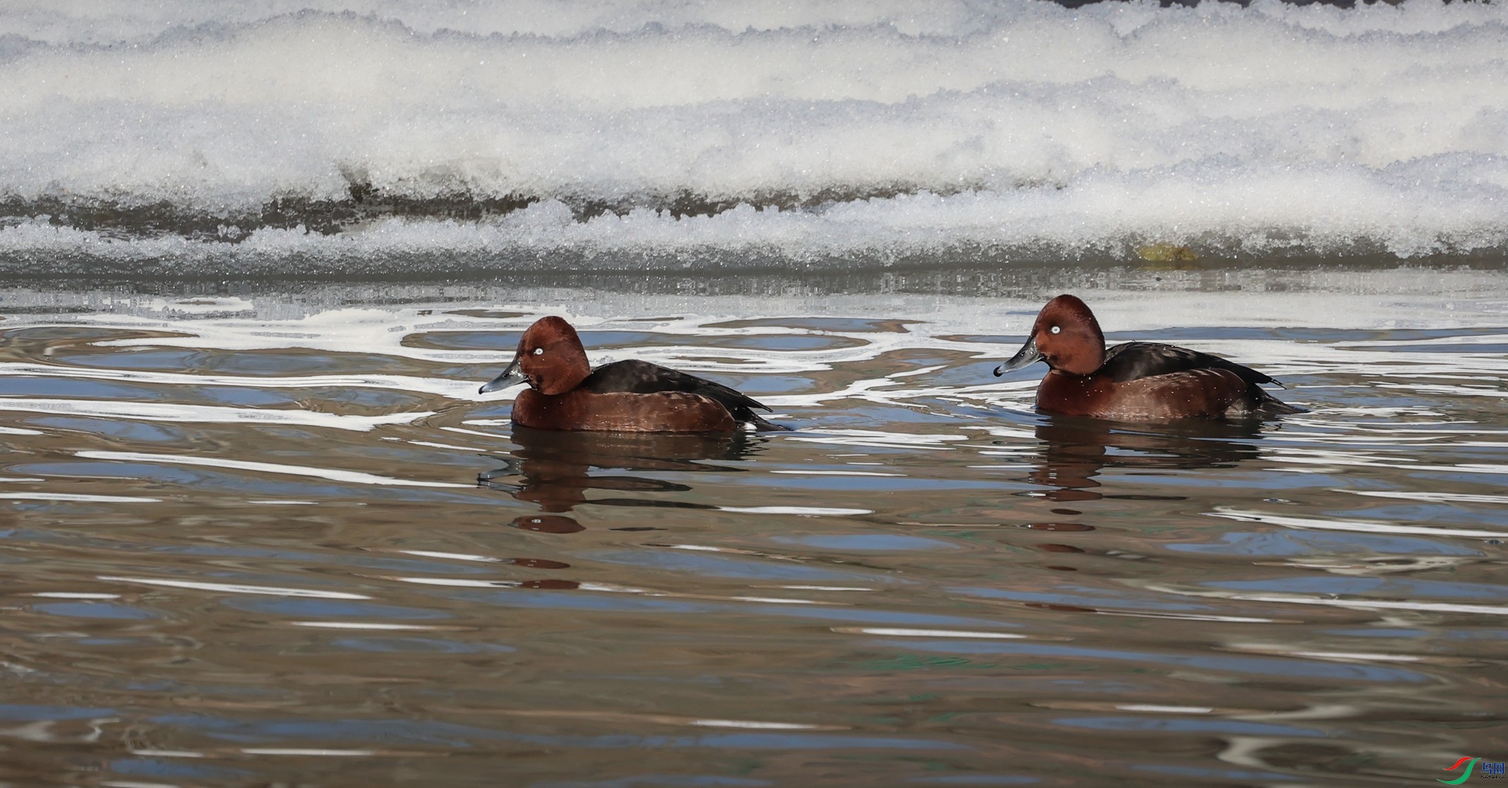 381A2549 - ����.JPG