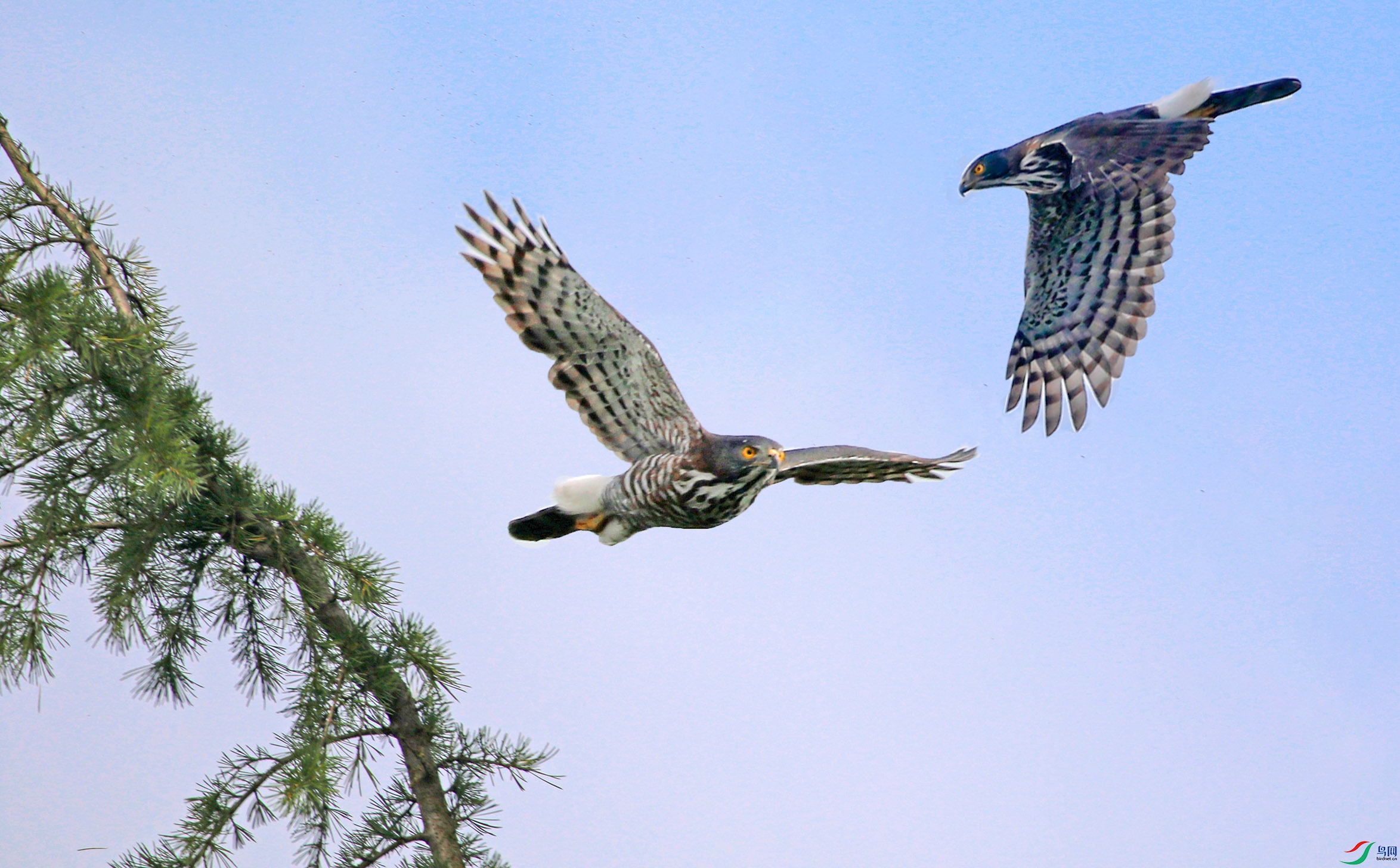 ������ӥ