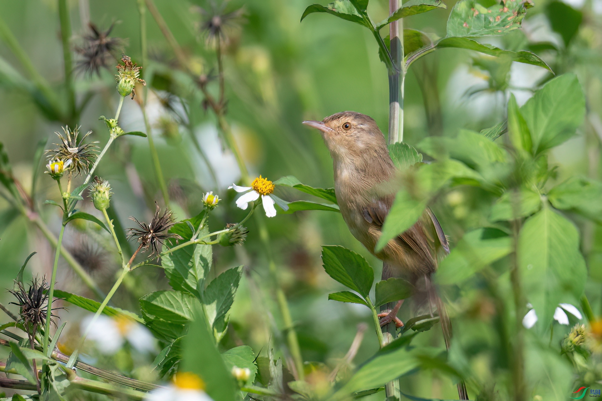 DSC_2631.jpg
