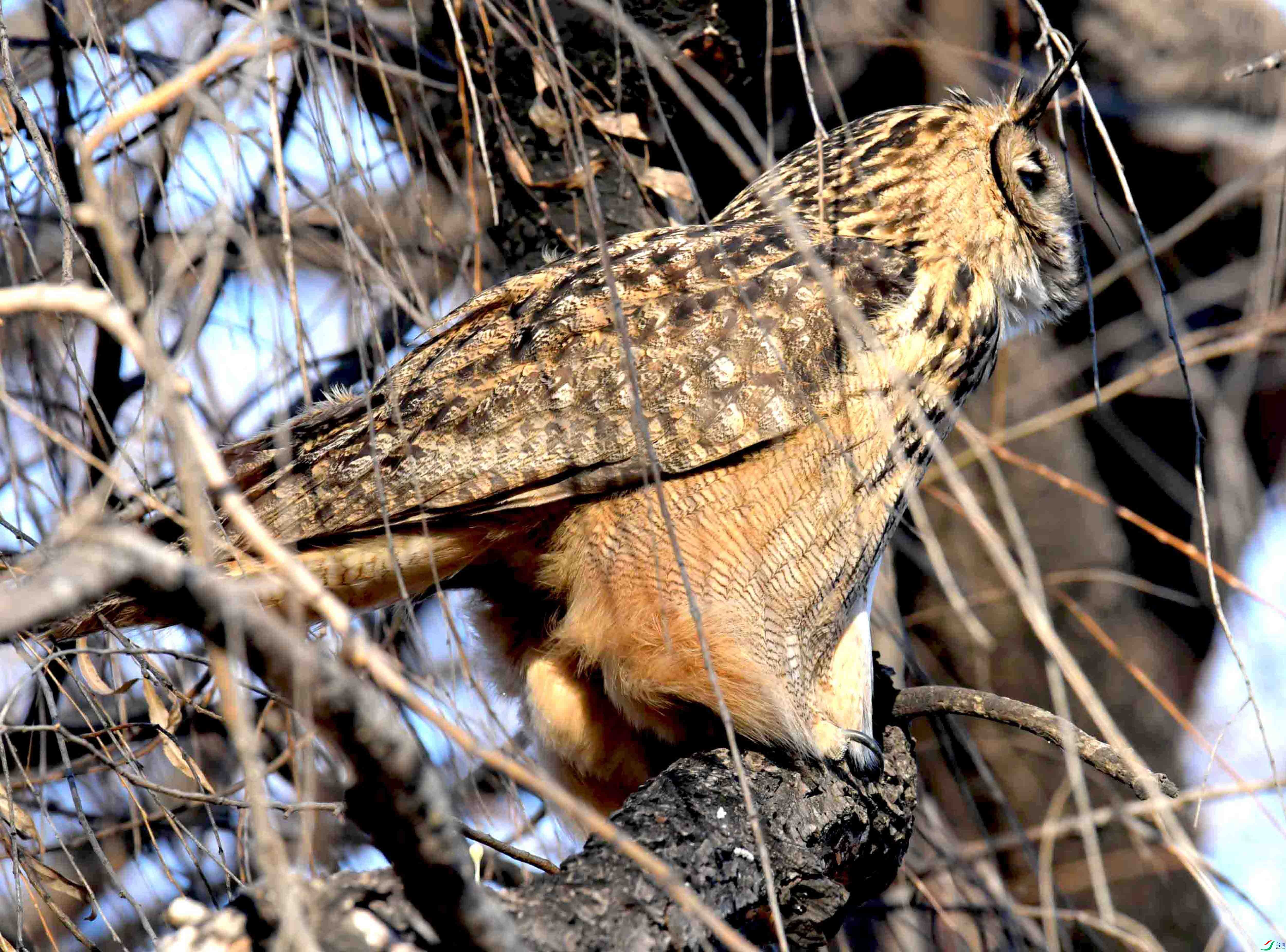 DSC_6325.JPG
