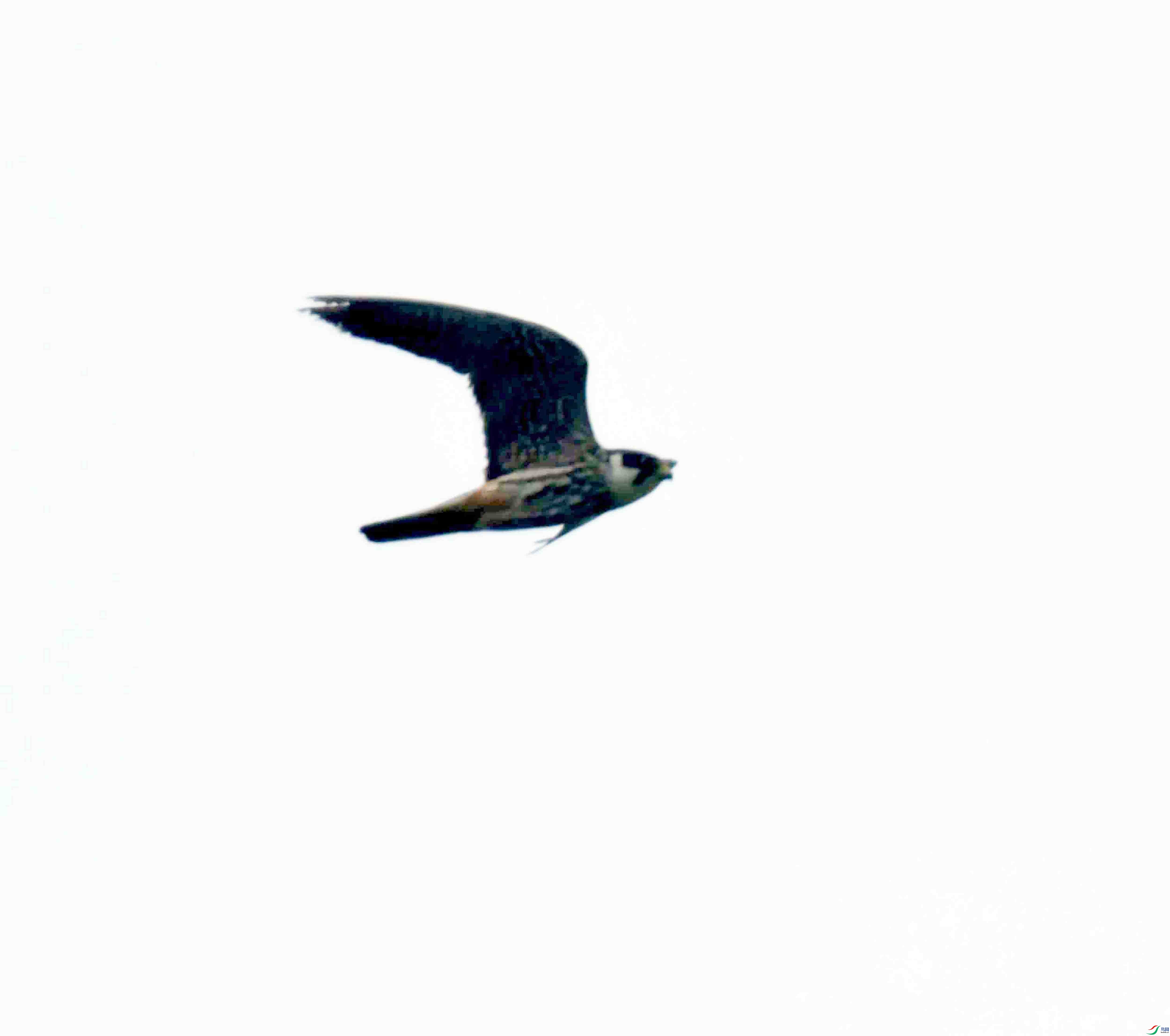 DSC_0424.JPG