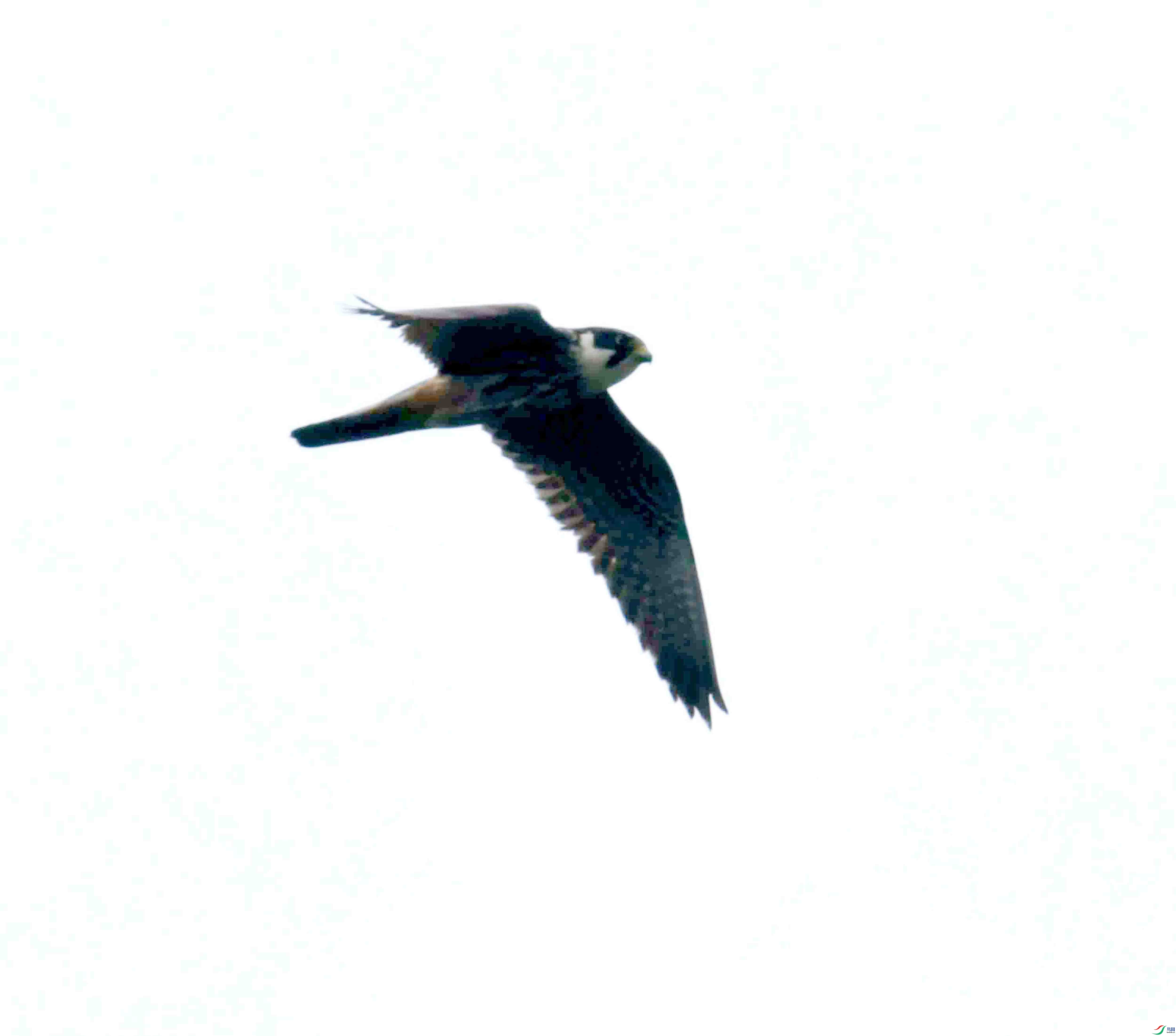 DSC_0425.JPG