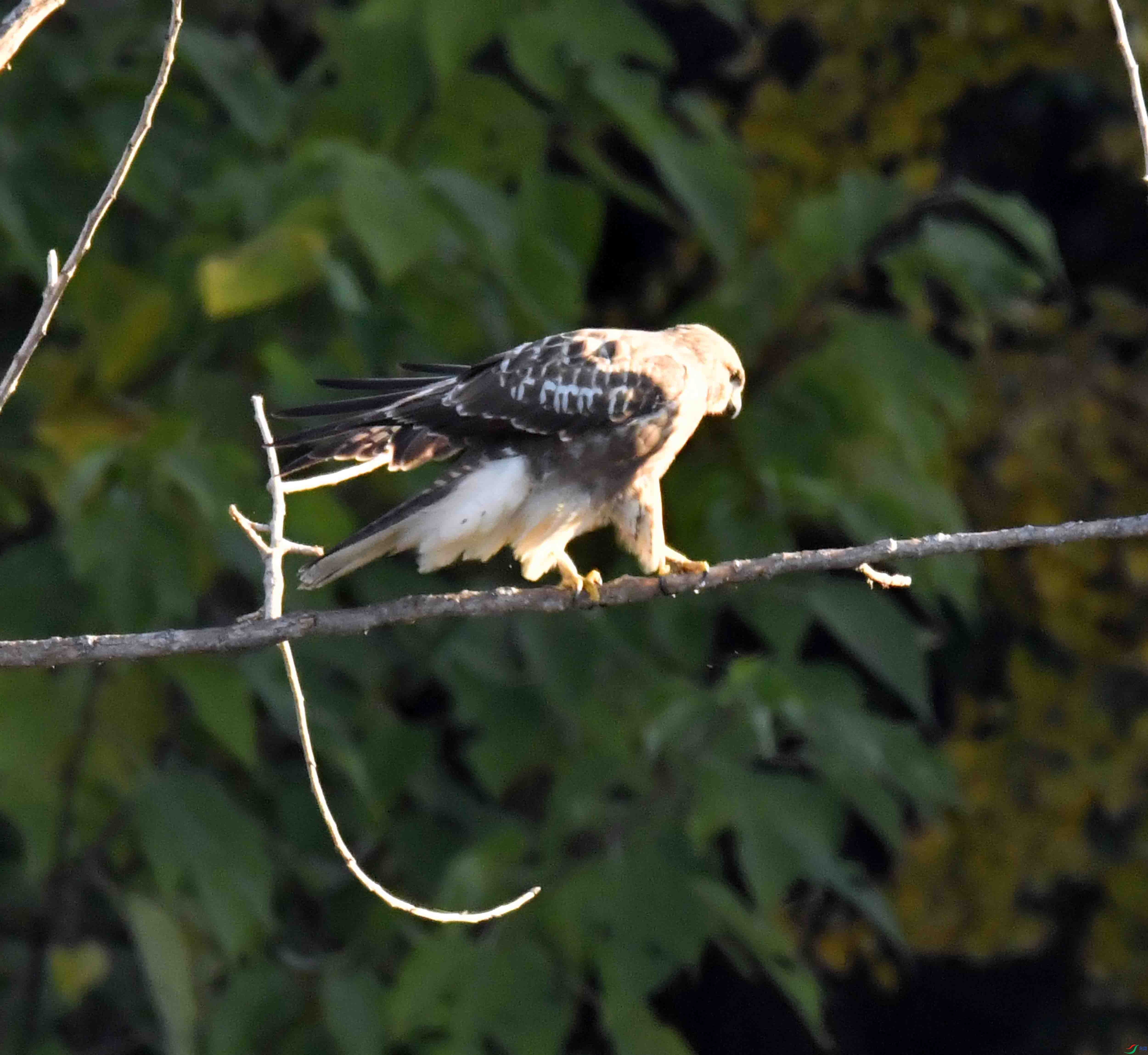 DSC_2459.JPG