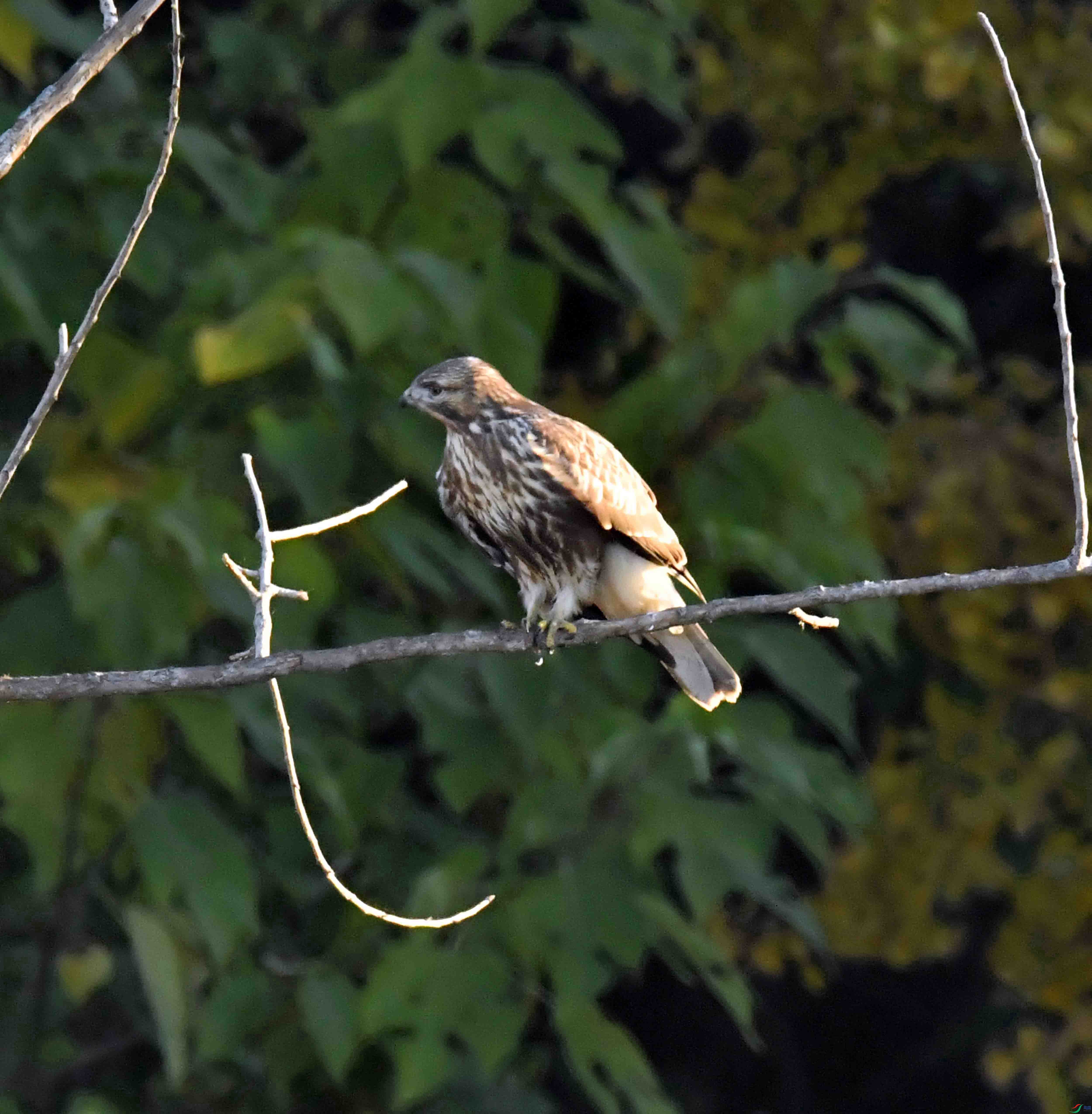 DSC_2441.JPG
