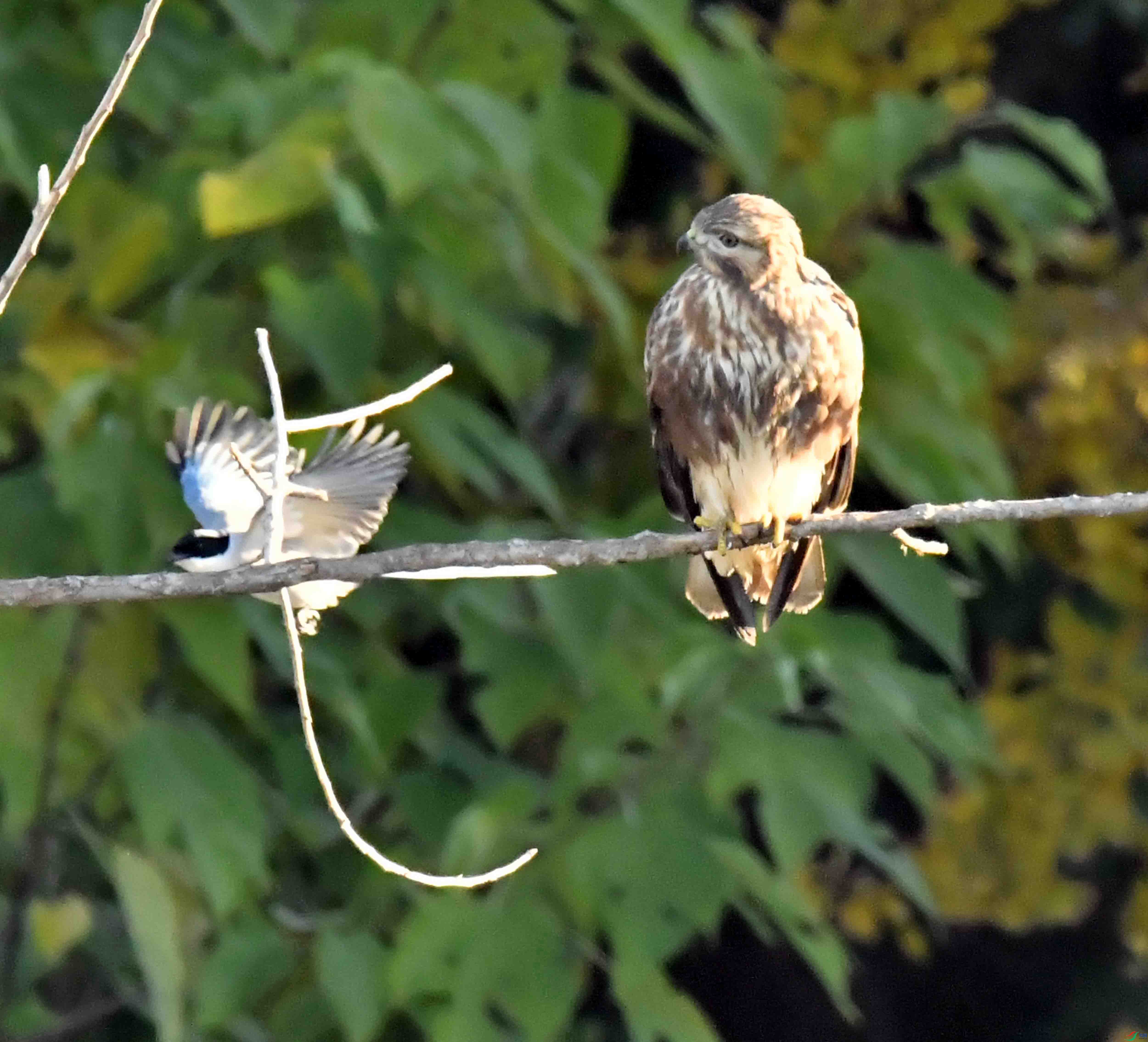 DSC_2484.JPG