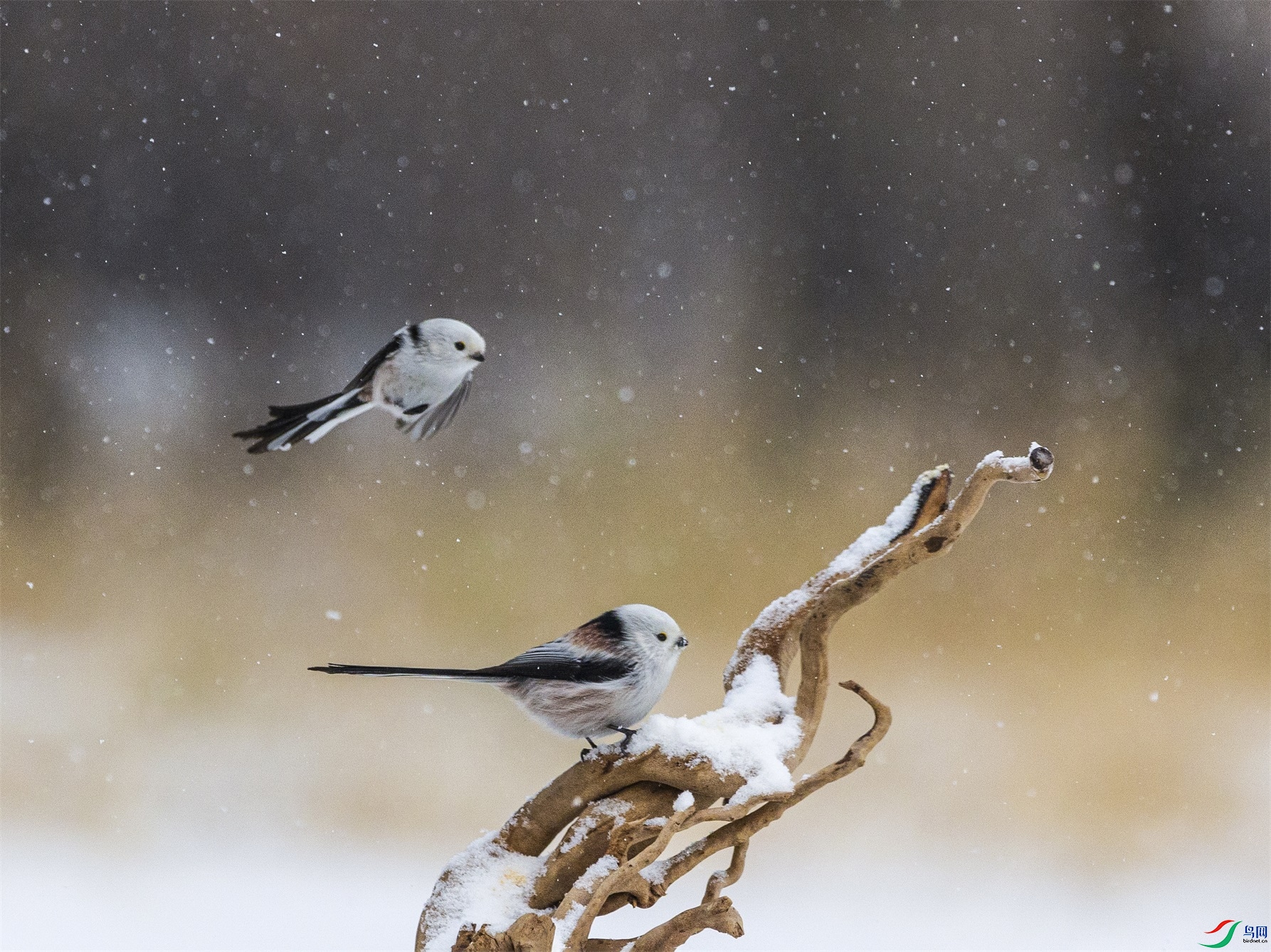 1K3A7876 ����1.jpg