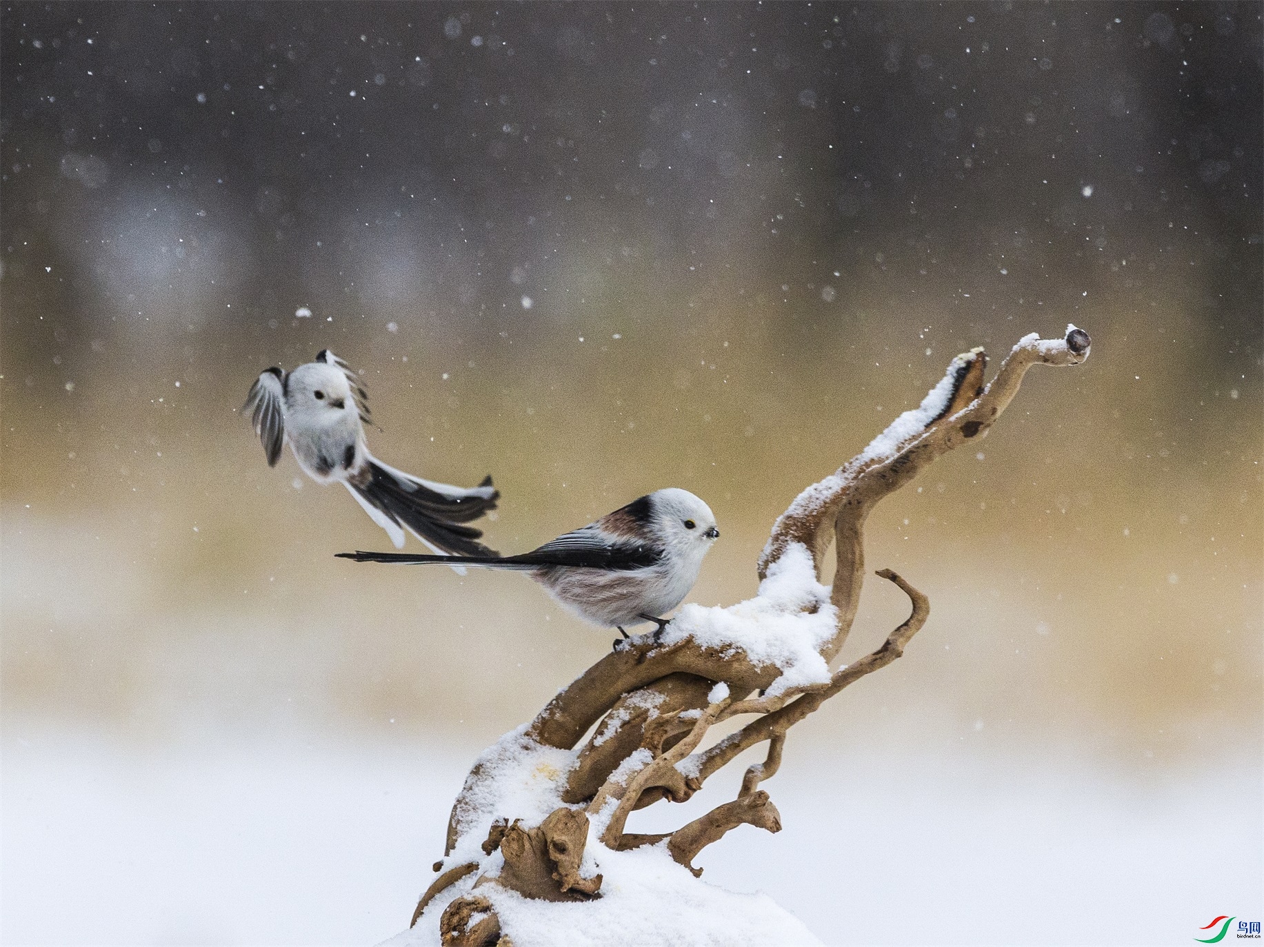 1K3A7874 ����1.jpg