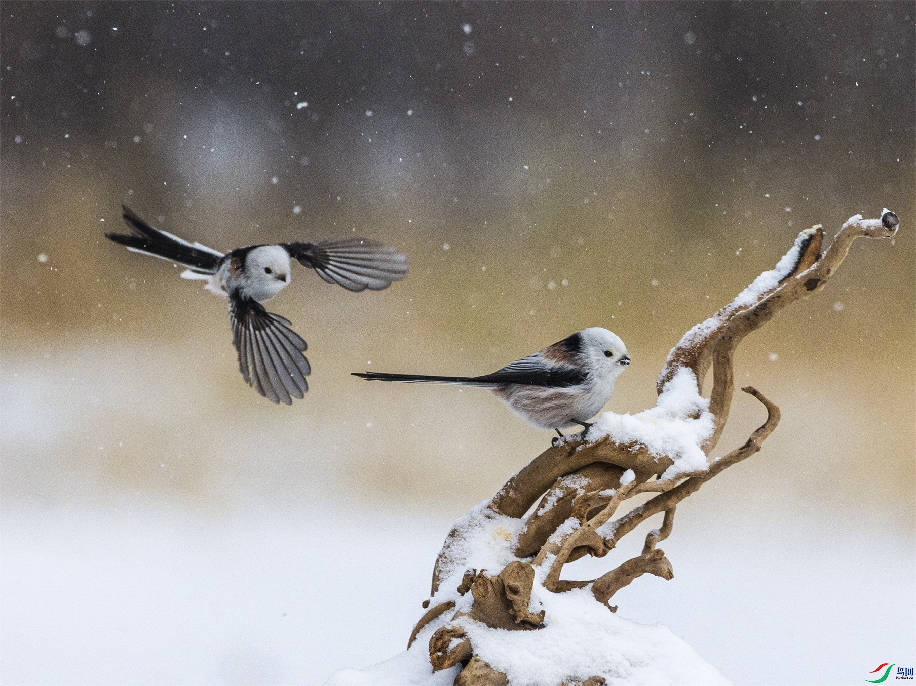 1K3A7873 ����1.jpg