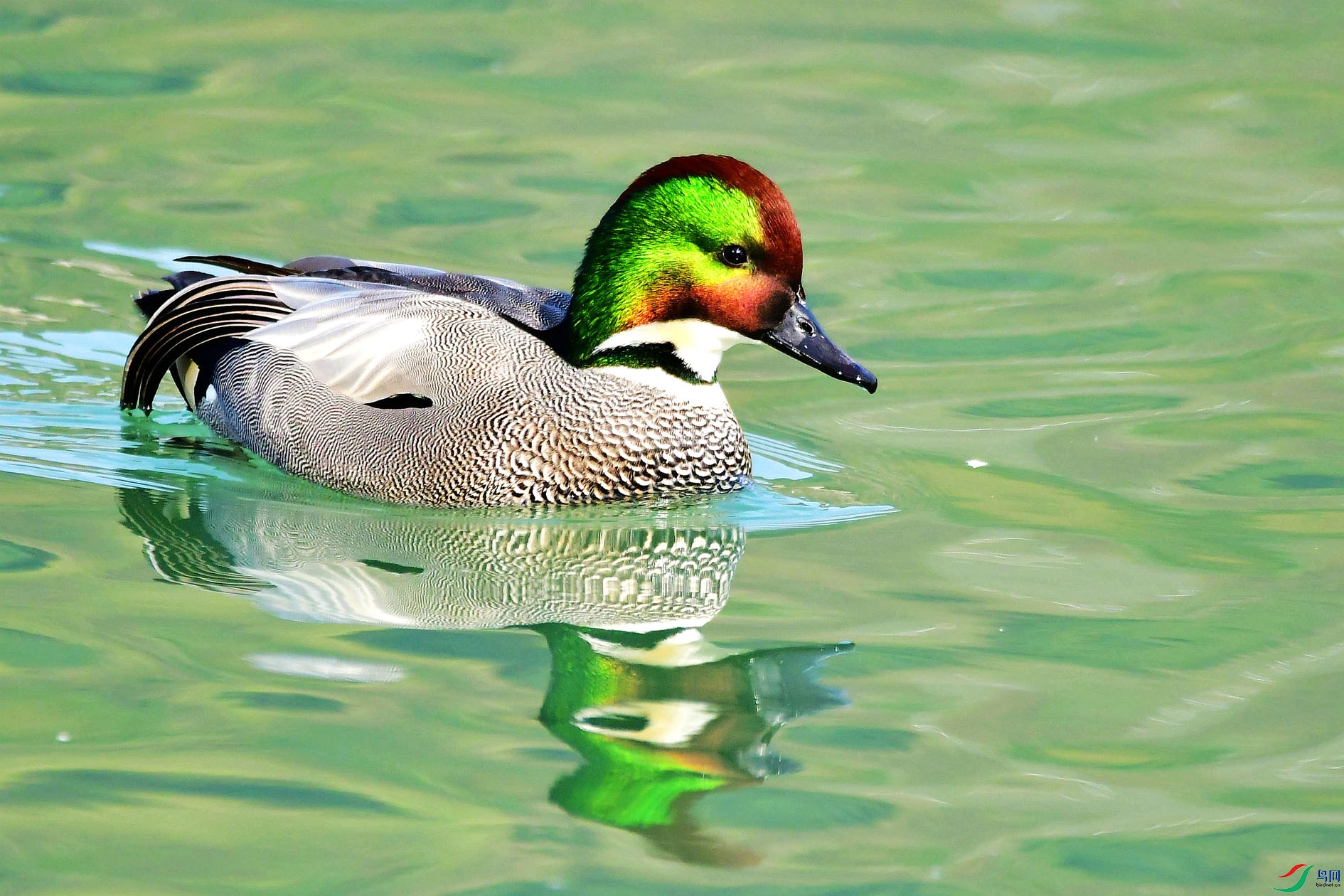 DSC_4703_����.jpg