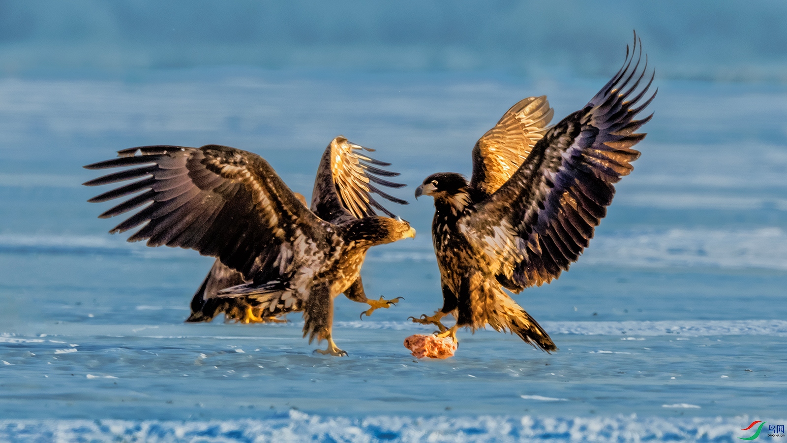 ��β����----������ʳ