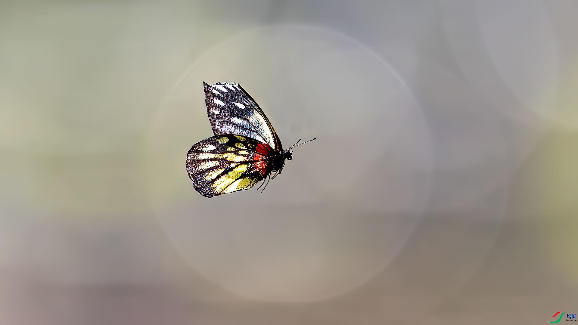 ������ȱ��