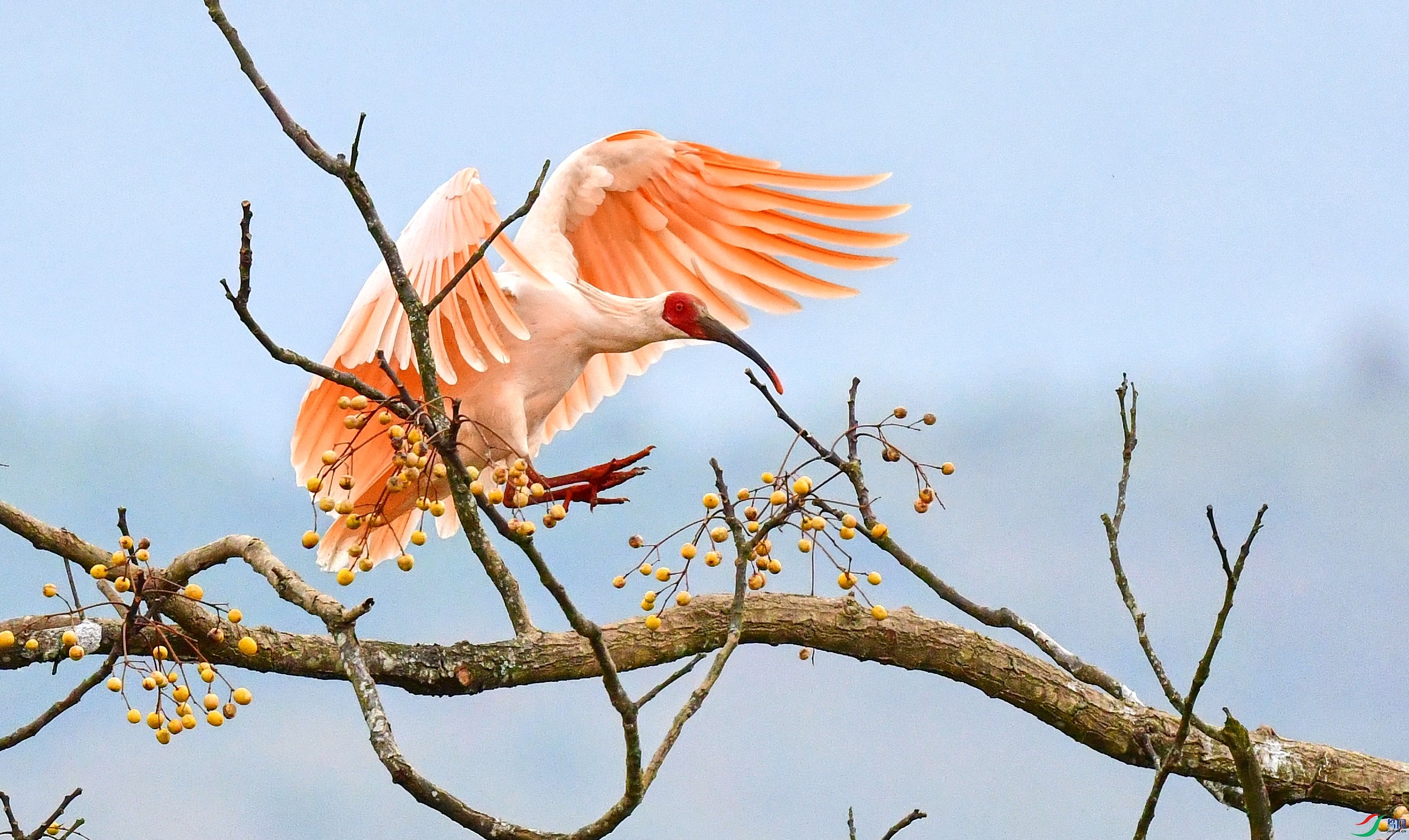 DSC_7540_conew3.jpg