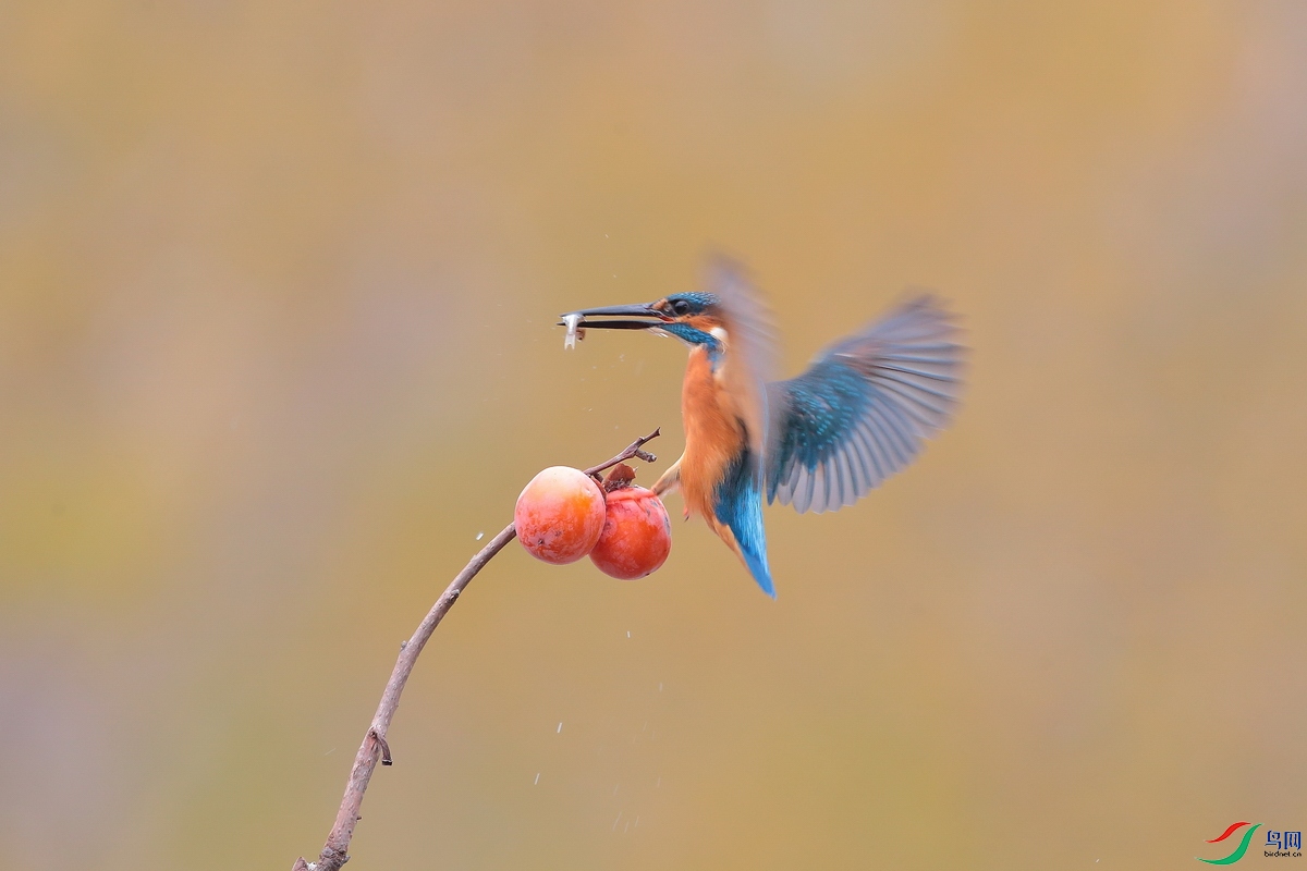 ��������AL1T2795 - ����.JPG