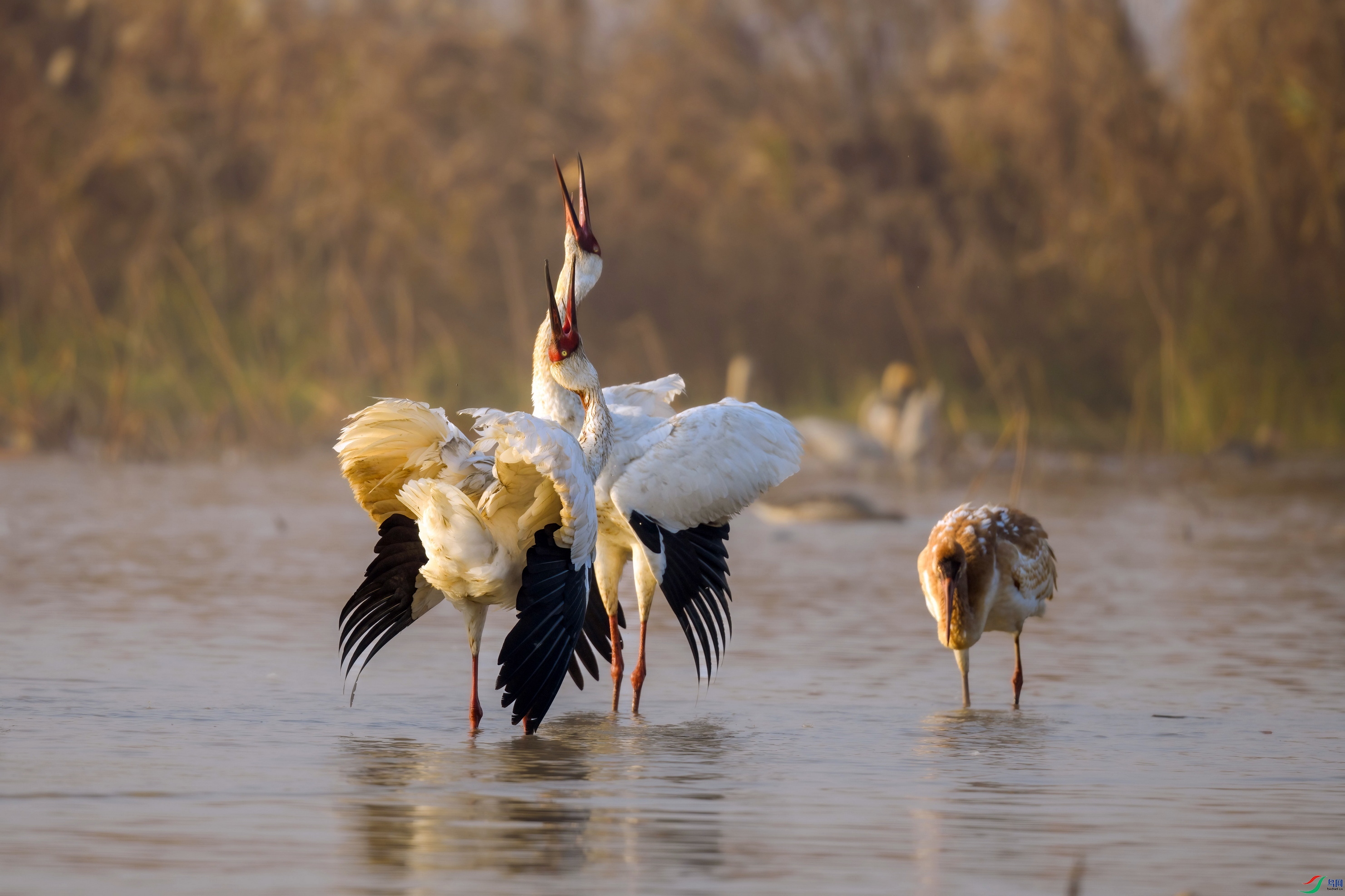 DSC_4095 ����F01.jpg