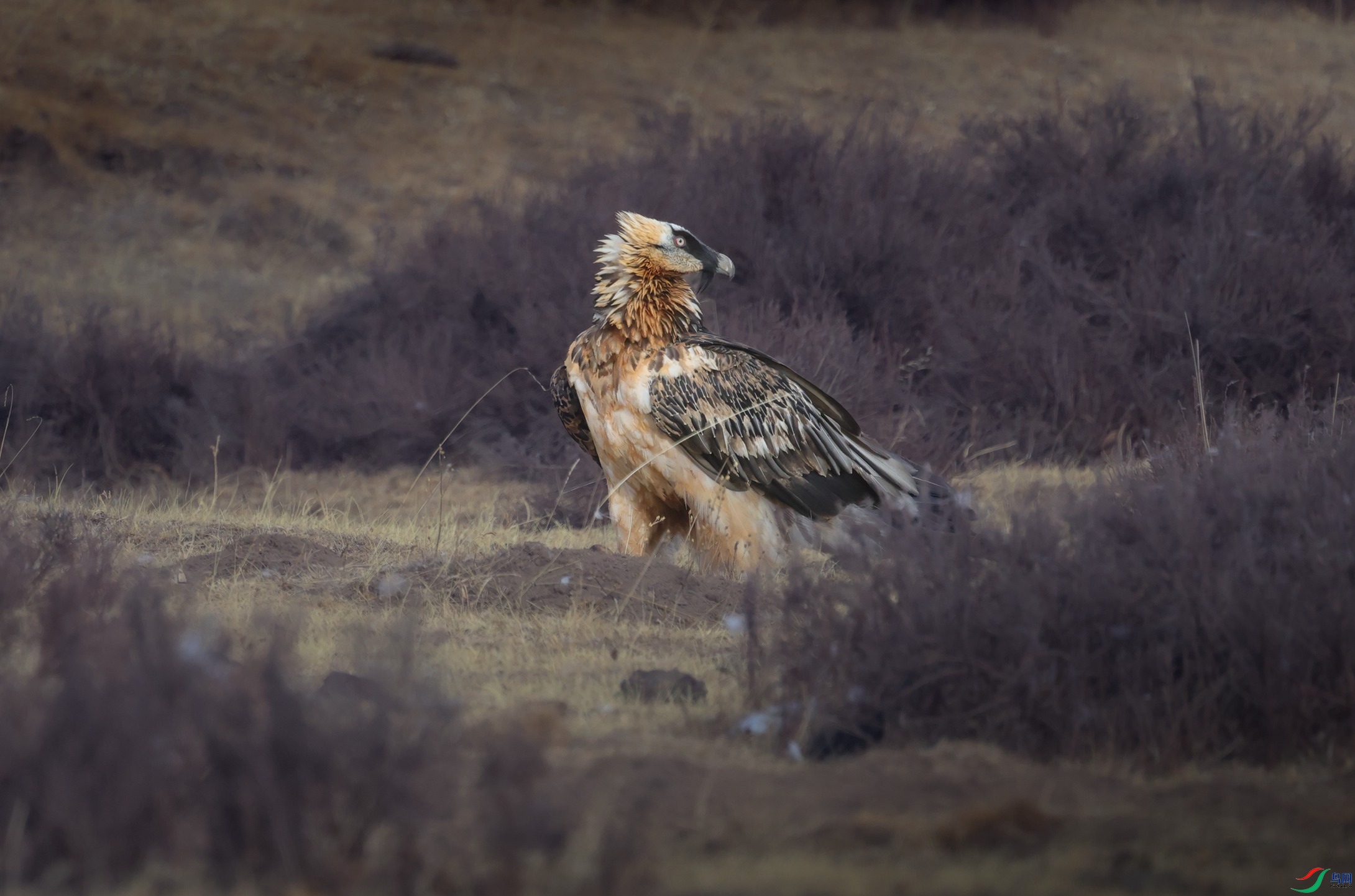 7X5A6311 - ����.JPG