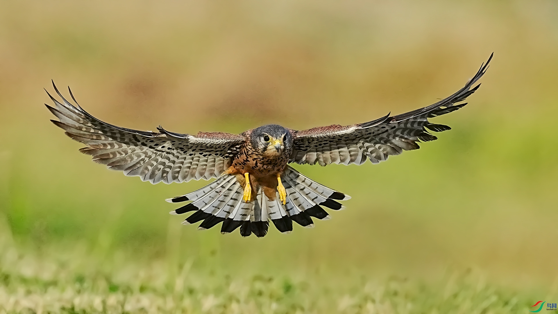 ������ʳ