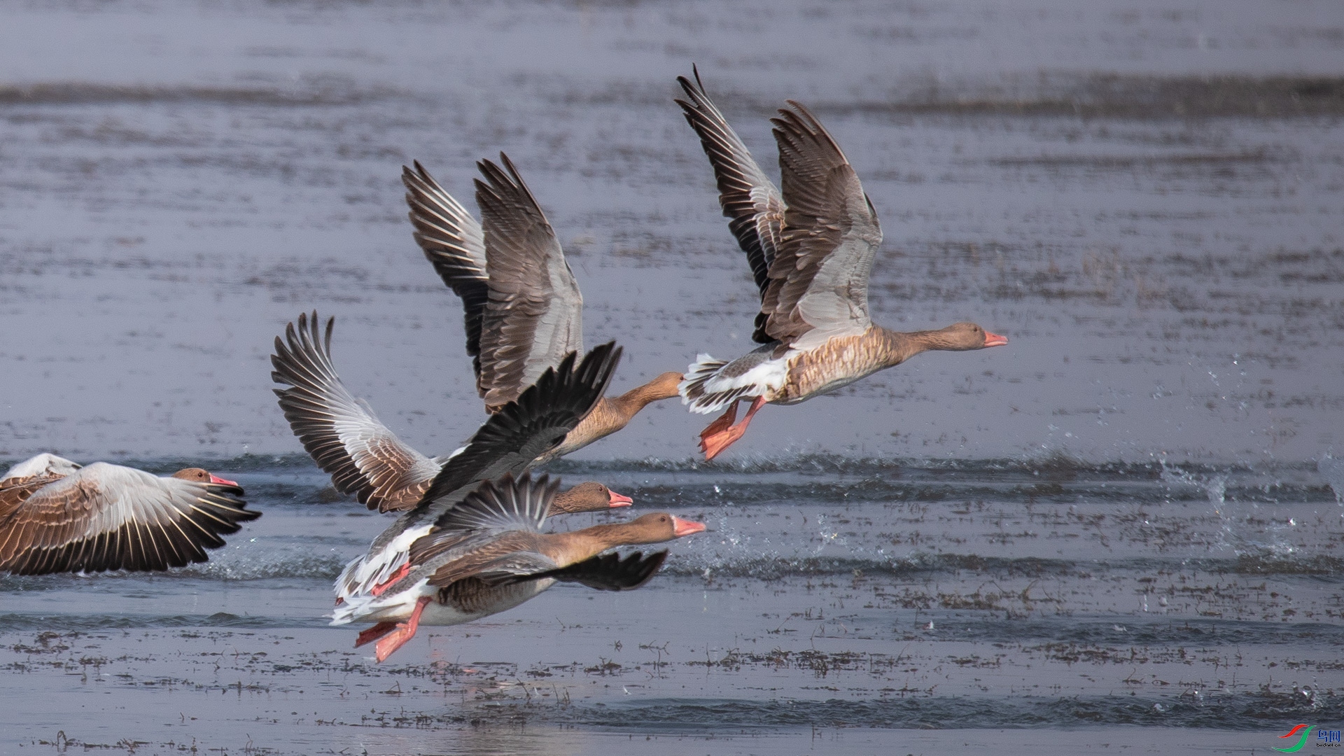 �װ�����������