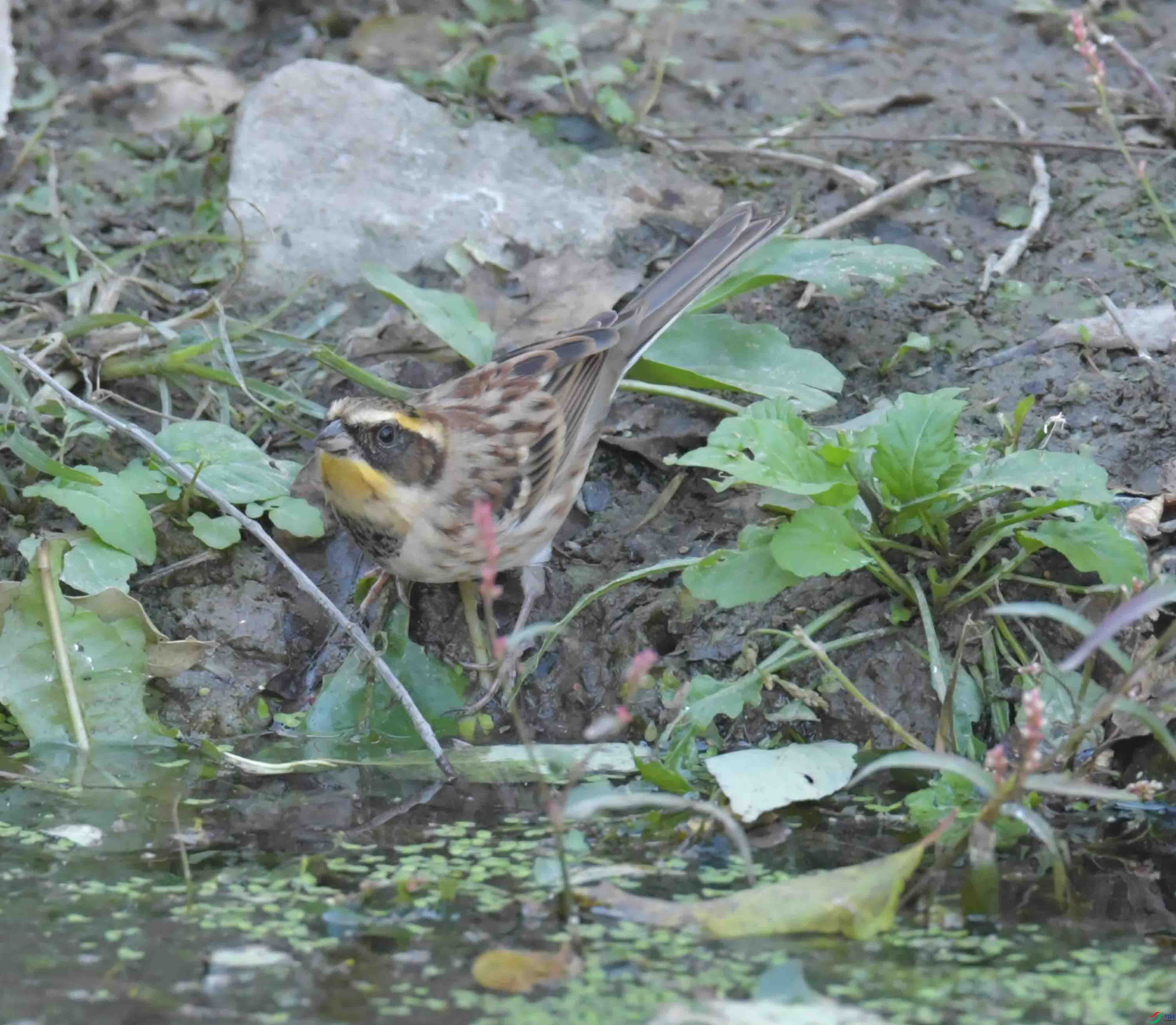 DSC_9695.JPG