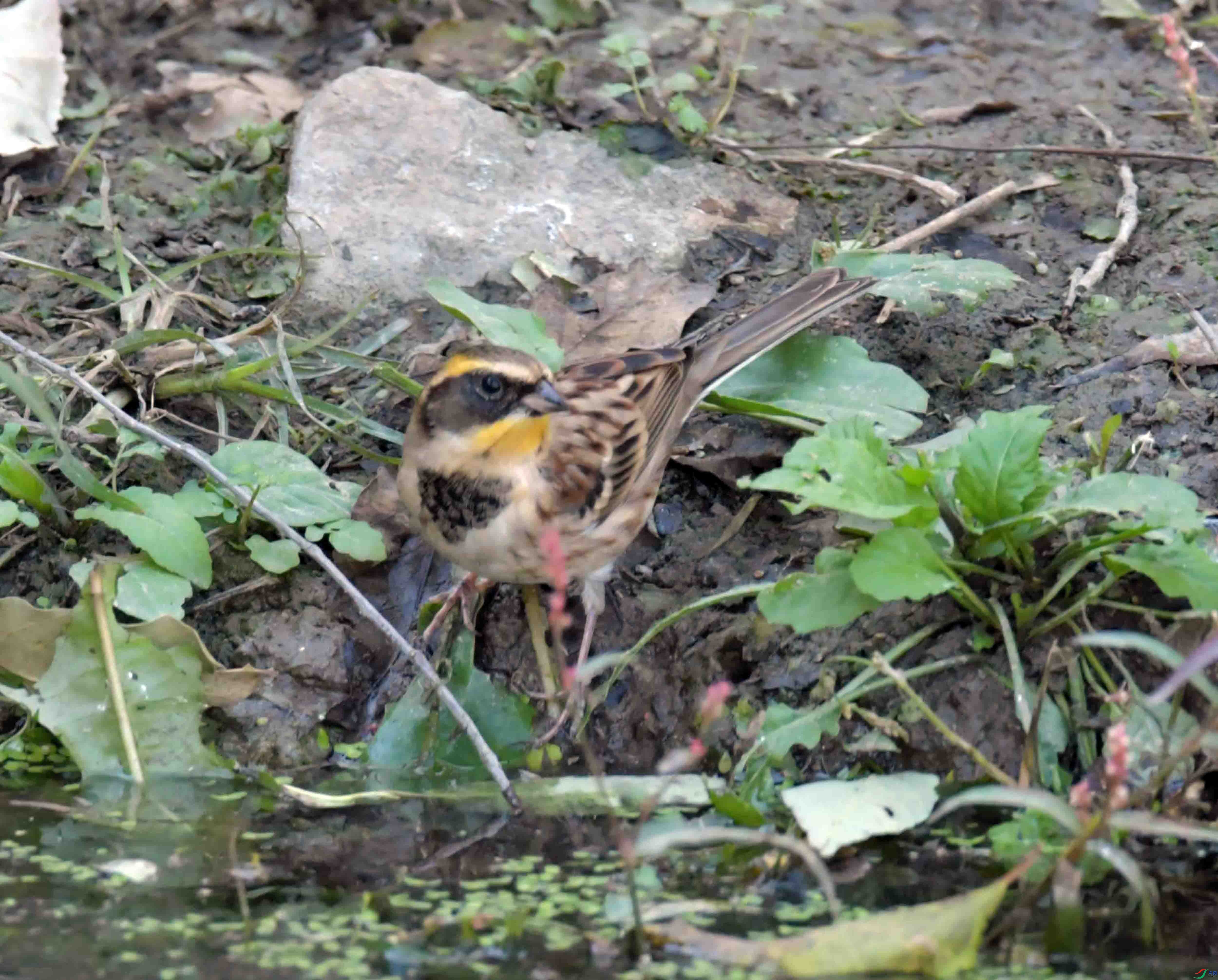 DSC_9699.JPG