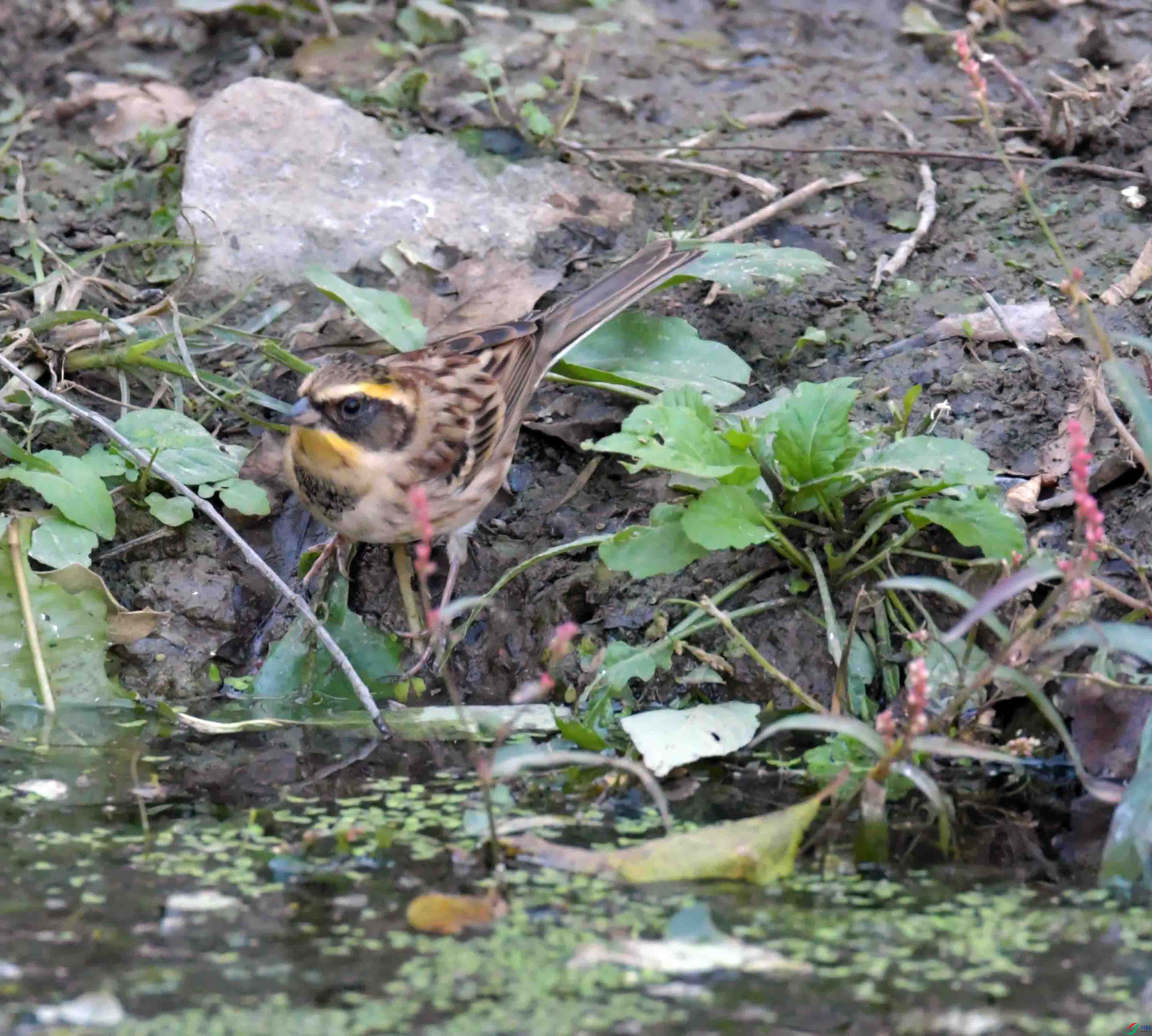 DSC_9703.JPG