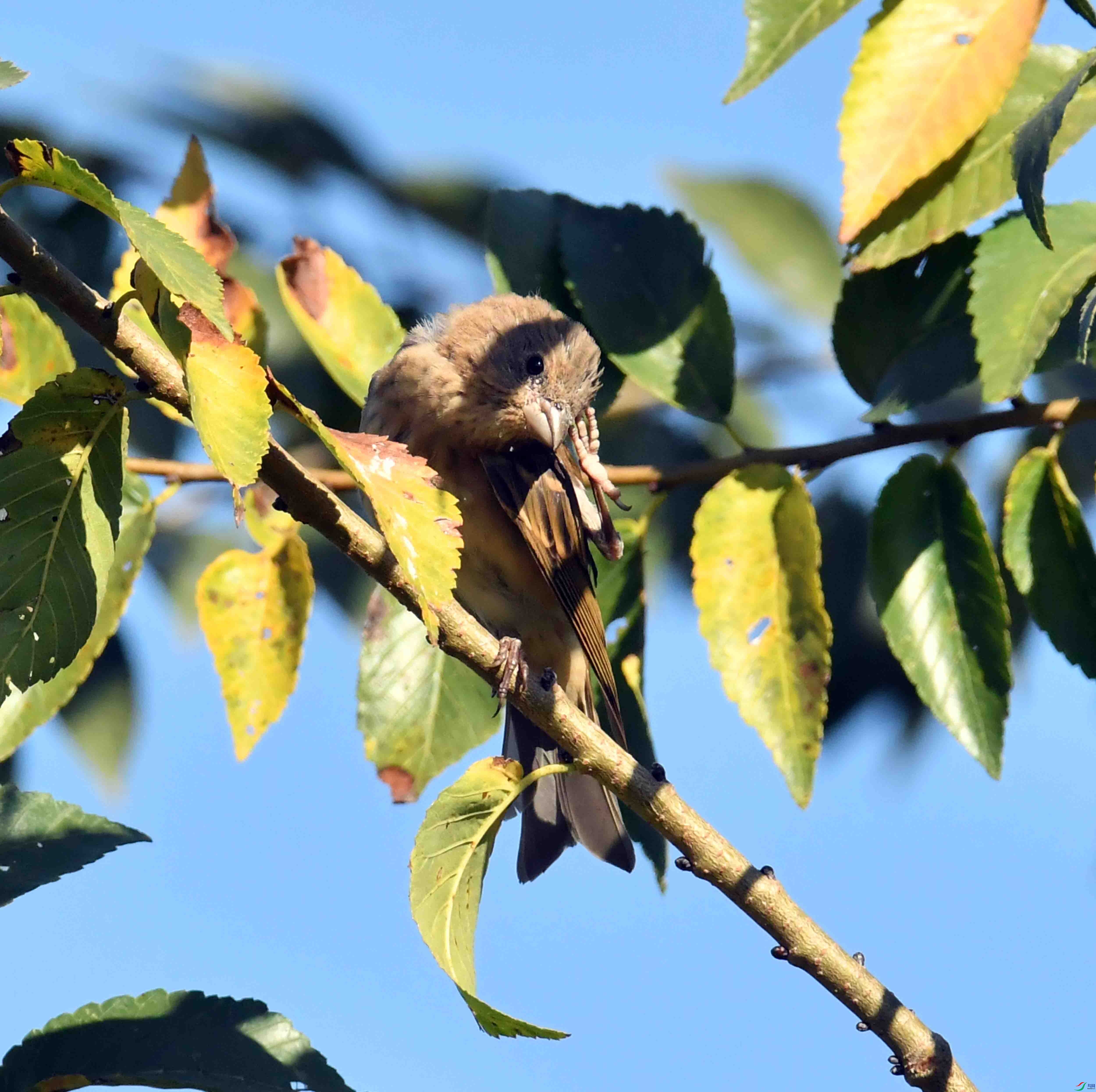 DSC_0047.JPG