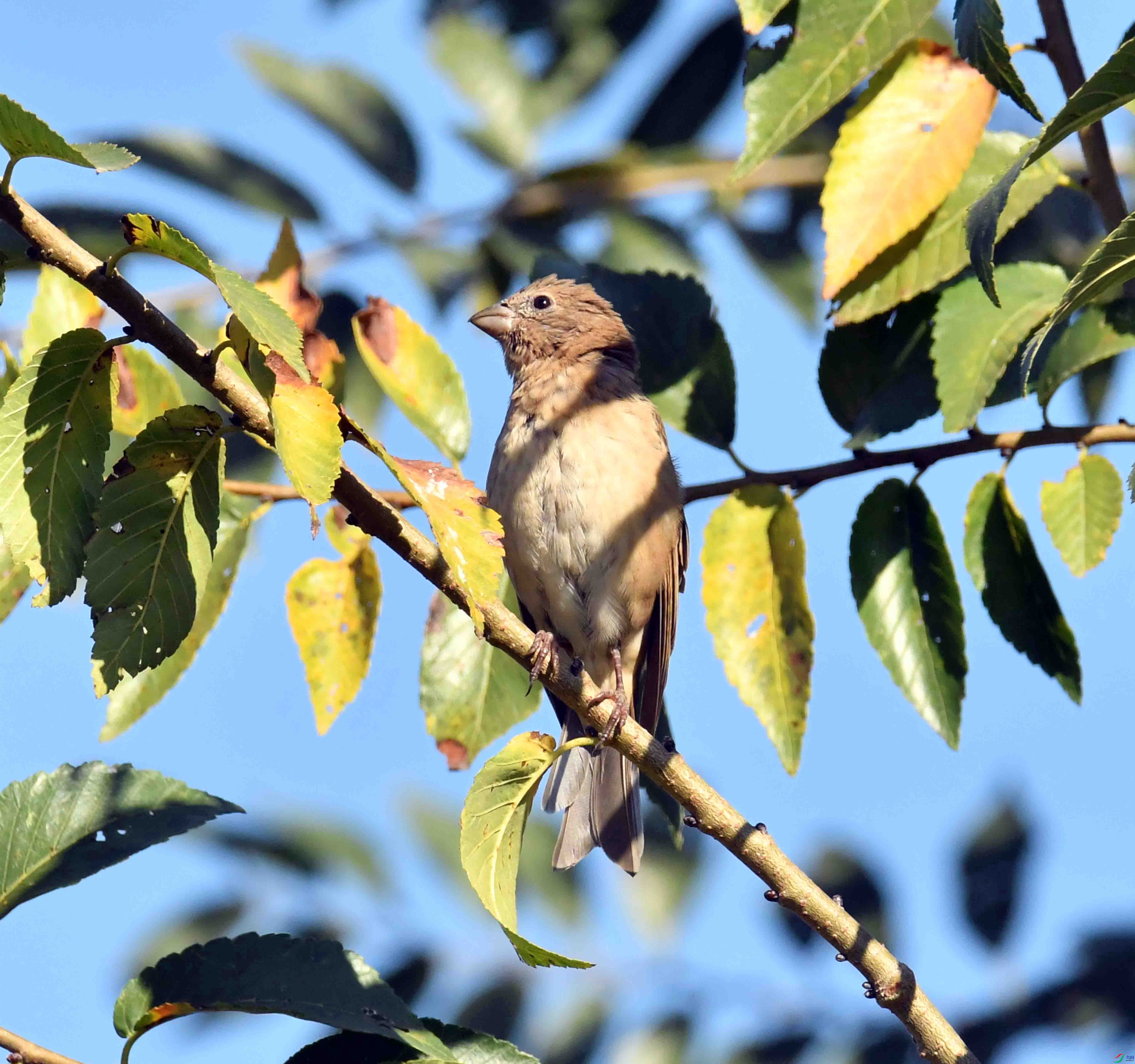 DSC_0051.JPG