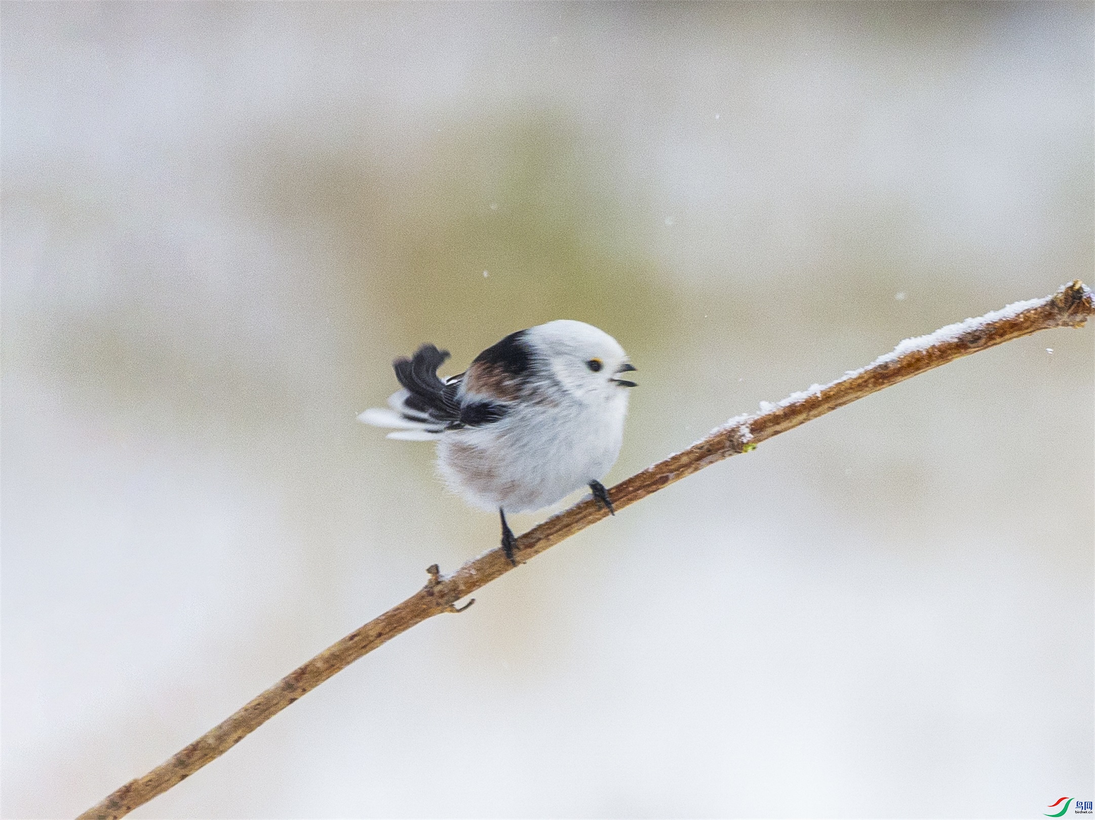 1K3A7445 ����1.jpg