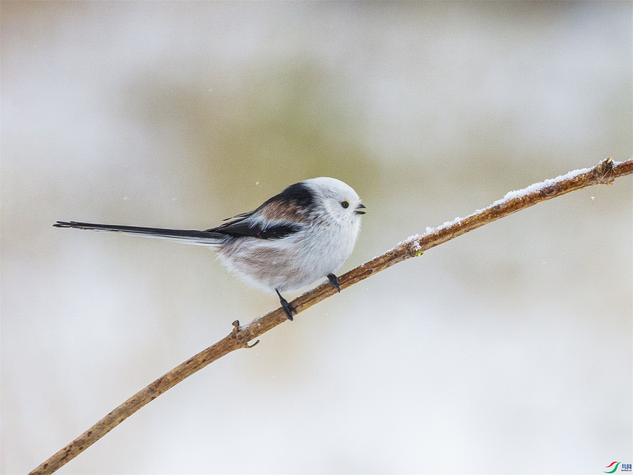 1K3A7447 ����1.jpg