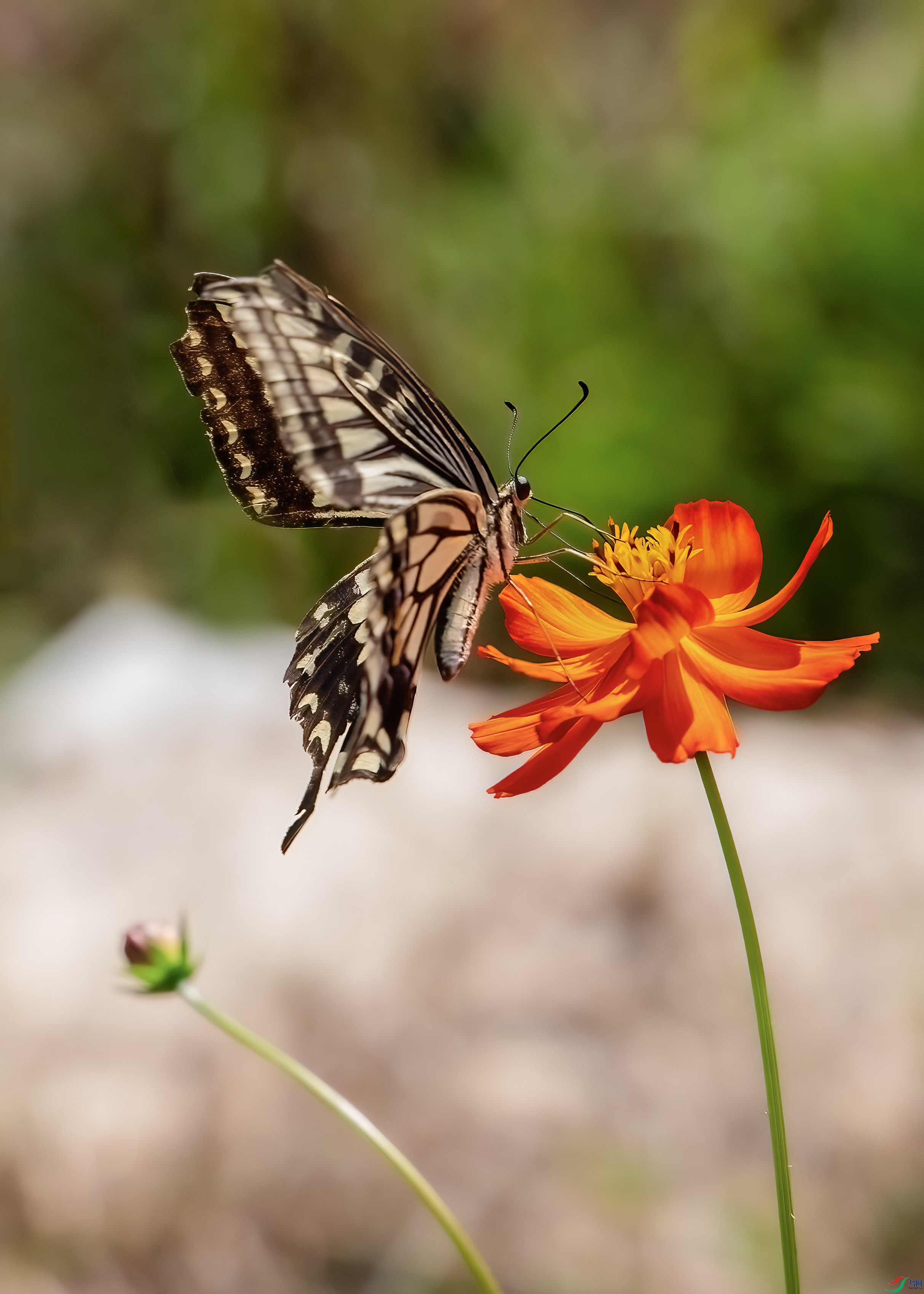 P28A8467 ����.jpg