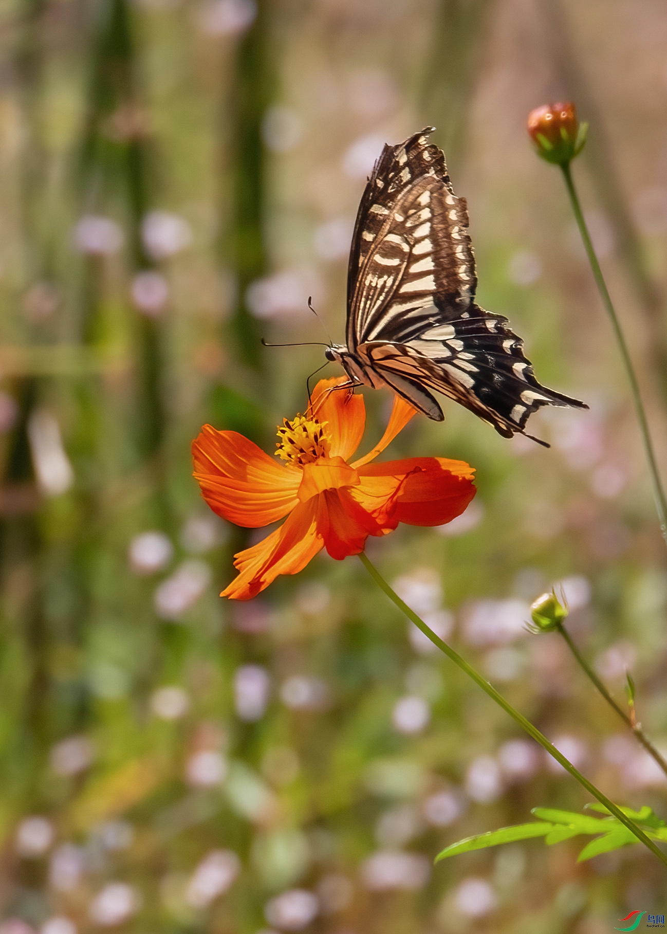 P28A8424 ����.jpg