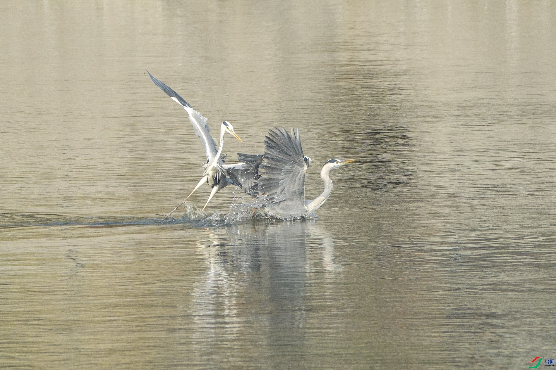 DSC_6031 0.jpg