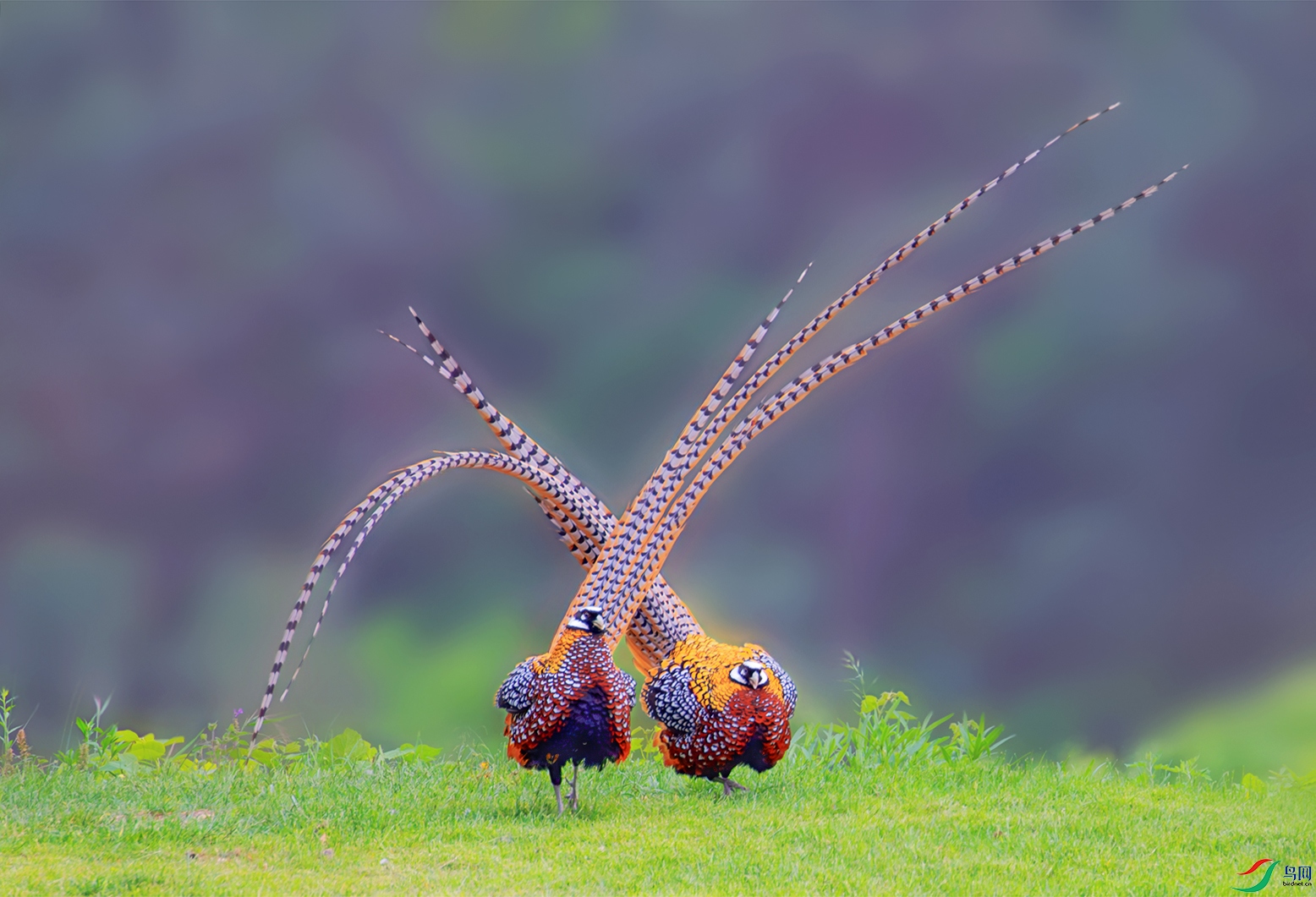 6374- ����.jpg