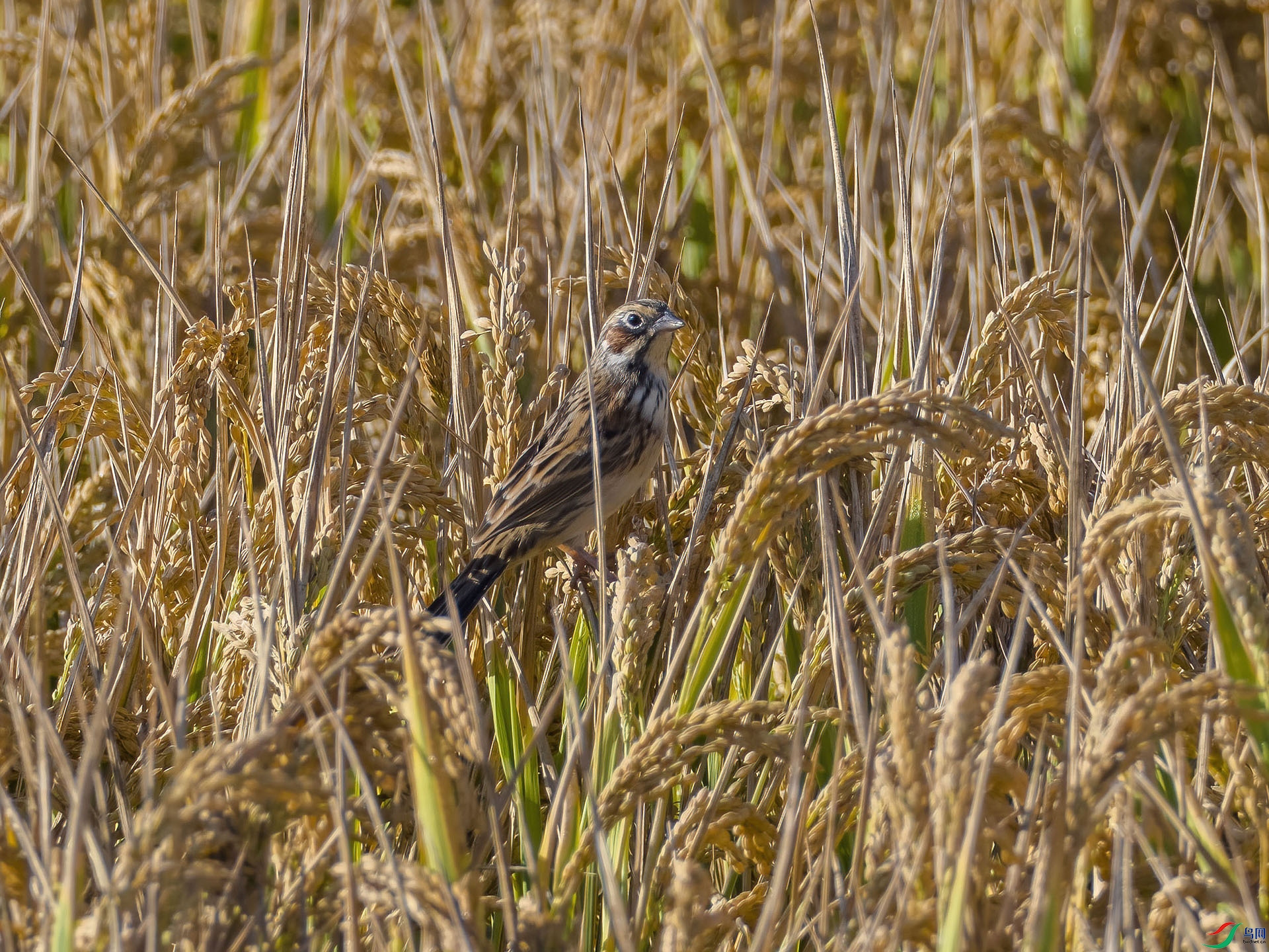 02 PB028156-DeNoiseAI-low-light.jpg