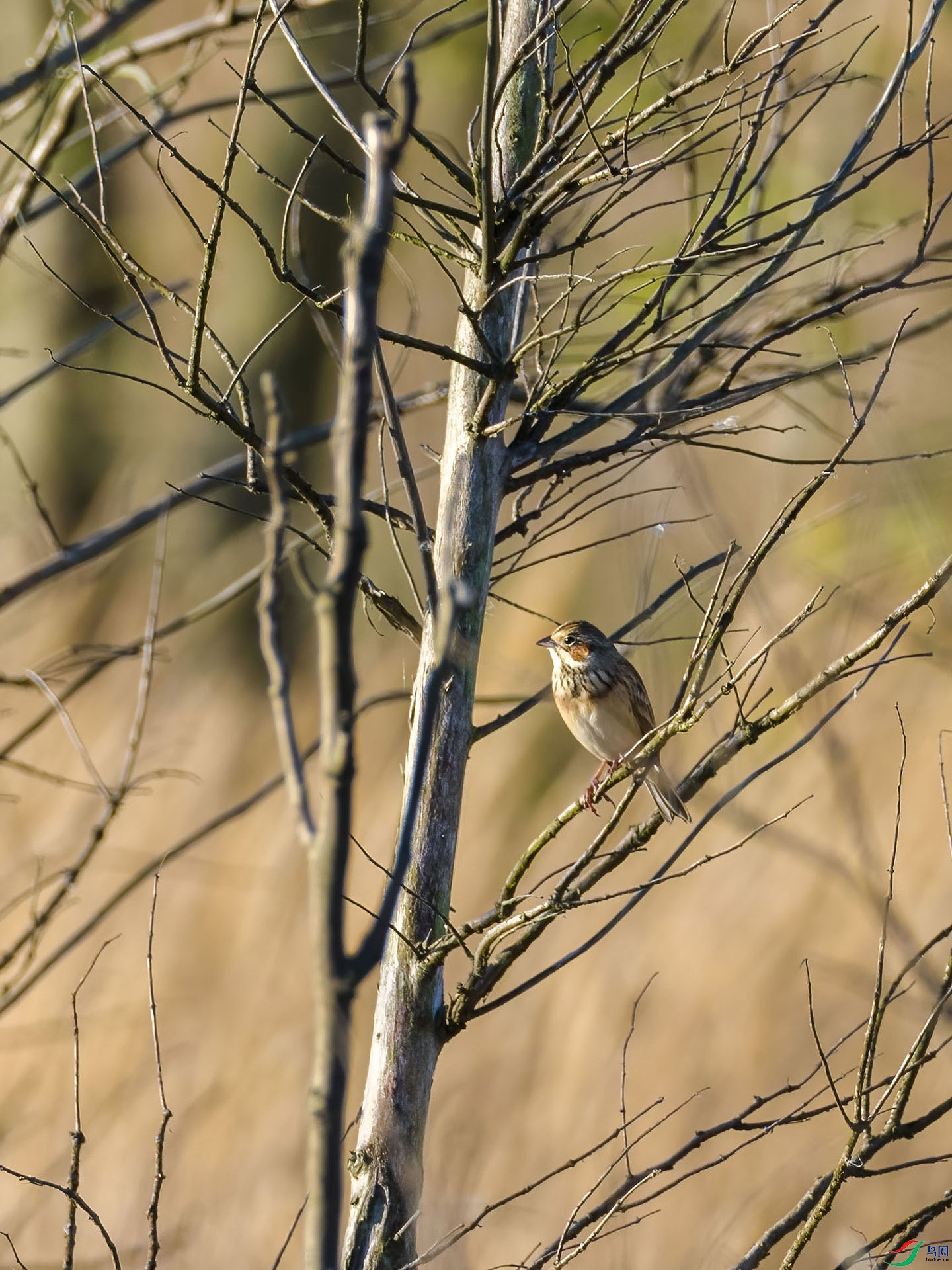 11 PB026548-DeNoiseAI-low-light.jpg