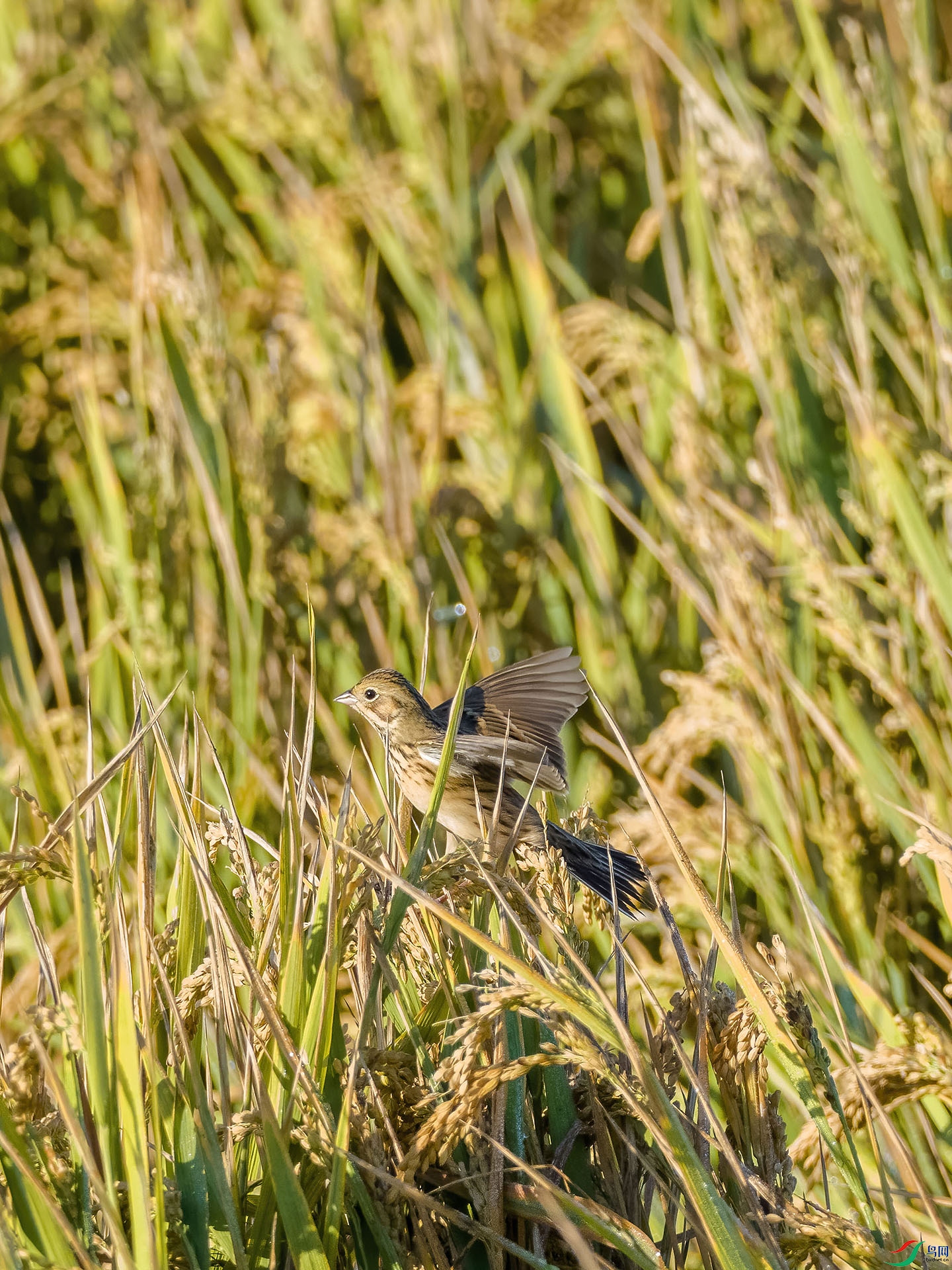 09 PB026239-DeNoiseAI-standard.jpg