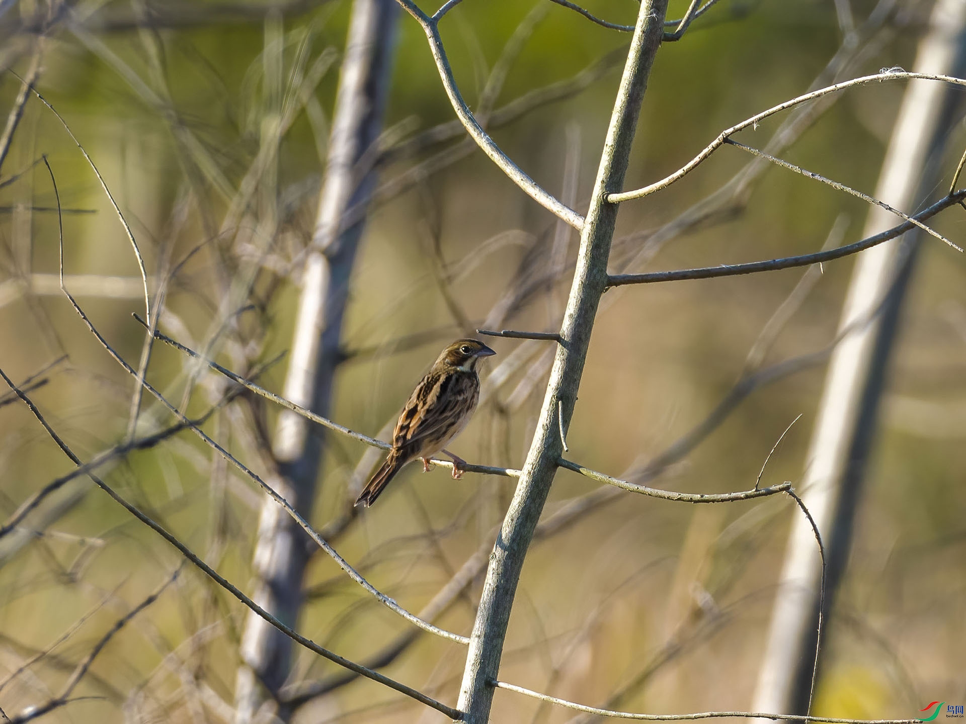 10 PB026726-DeNoiseAI-low-light.jpg