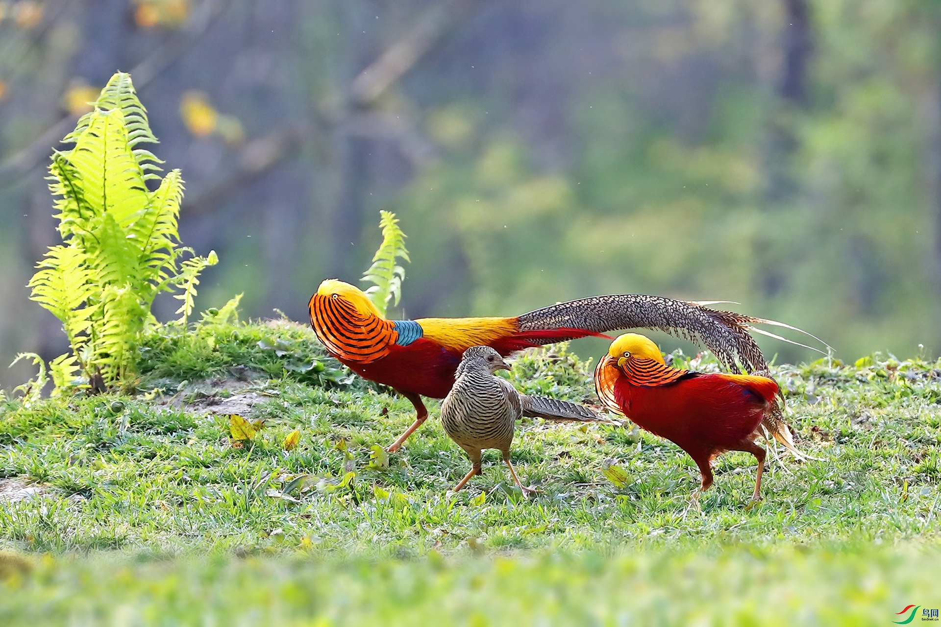 �봨�츹����036���ж���.jpg
